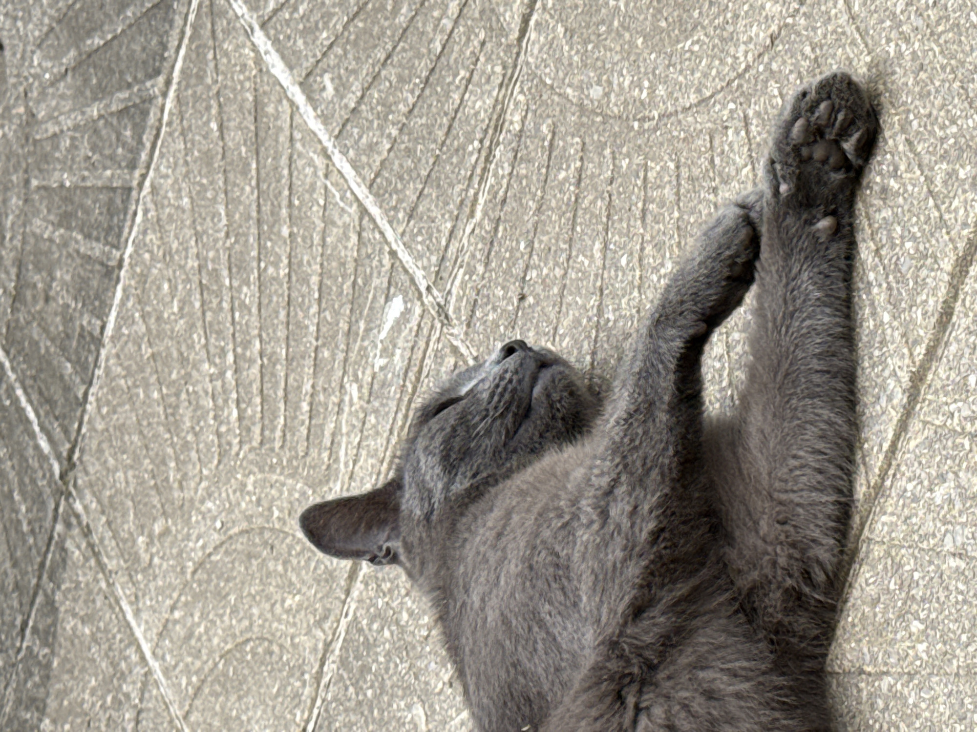 A grey cat is sleeping on a tiled surface. The tiles are light grey with darker lines forming a geometric pattern. The cat is curled up on its side, with its head resting on its paws. Its eyes are closed, and its fur is soft and fluffy. The scene is peaceful and serene, suggesting a moment of rest and relaxation. The location is not identifiable from the image alone; it could be anywhere with a tiled outdoor area.