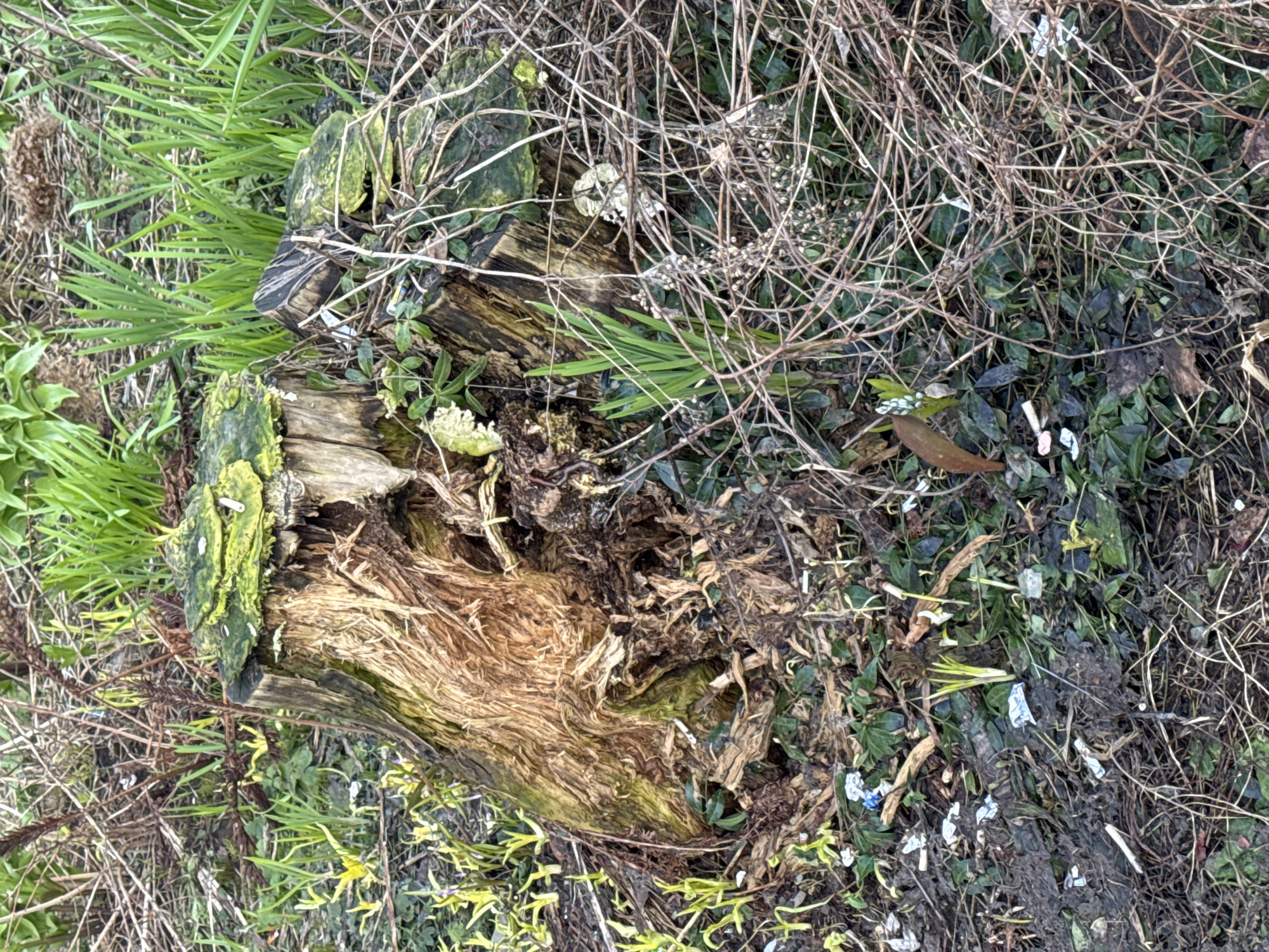 A partially decomposed tree stump is the central subject of the image. The stump is surrounded by grass, ivy, twigs, and other ground cover. There are also bits of debris, including what appears to be plastic, scattered around the stump. There is no evidence of people or actions directly visible. The location, Chaikovsky, Russia, is not evident in the image itself.