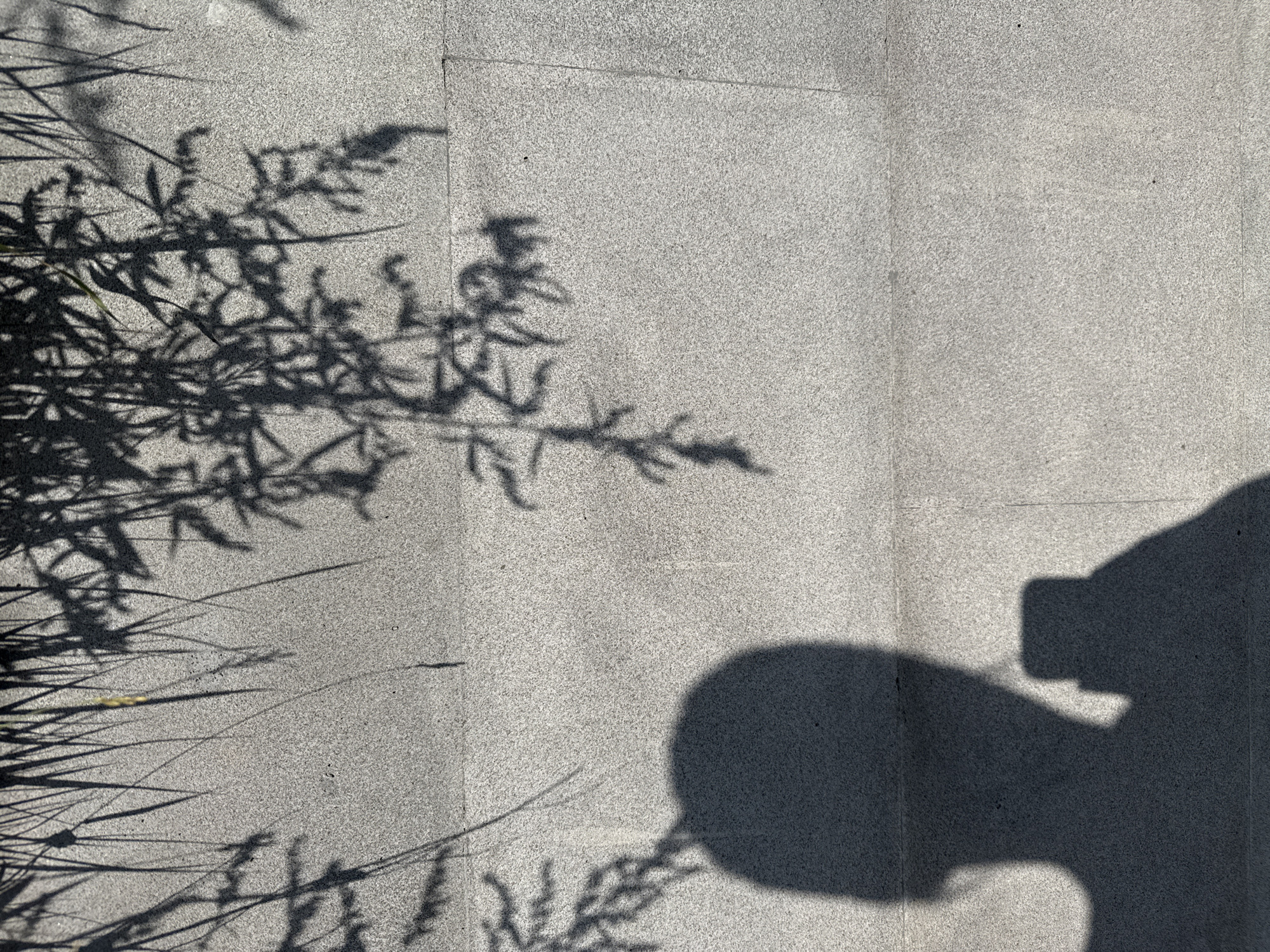 The image shows shadows cast on a textured grey stone wall. In the foreground, a large shadow of a person's head and shoulders is visible on the left side of the frame, with an additional shadow of what appears to be a smartphone held in their hand on the right side of the person's shadow. Above and to the right of the person's shadow, there are dappled shadows of tree branches and leaves. The wall is made of large, rectangular stone blocks. The overall impression is an outdoor scene, possibly in a park or public space, with the sun casting shadows. The location is identified as Dilijan, Armenia.