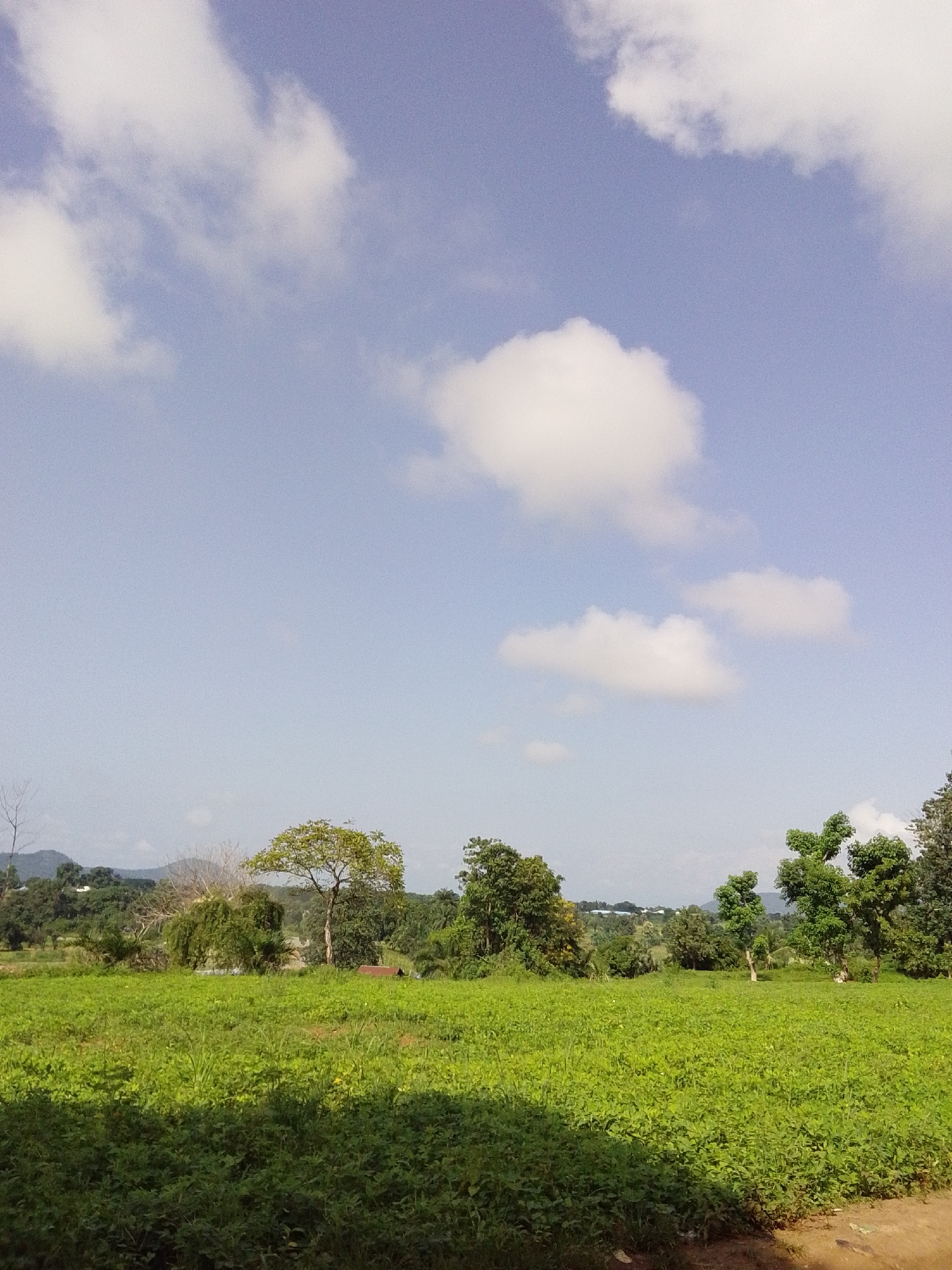 The image shows a vast, lush green field in Serti, Nigeria, under a bright blue sky dotted with fluffy white clouds. The field is densely covered with low-lying vegetation, likely crops or ground cover, stretching towards the horizon. In the middle ground, several trees of varying sizes and shapes are scattered across the landscape. Some are tall and full, with green canopies, while others appear sparser or are in various stages of growth. A large, broad-leafed tree stands prominently in the center, its leaves a vibrant green. In the background, a gentle slope of hills can be seen, covered in more trees and vegetation, suggesting a rural or semi-rural setting. The overall atmosphere is serene and natural, bathed in sunlight. There are no people or animals visible in the frame.