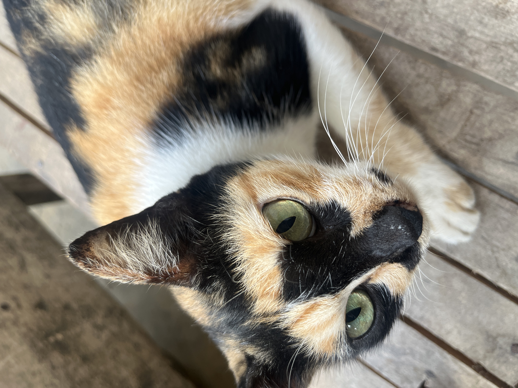 A calico cat with green eyes is looking directly at the camera, with its face in the foreground. The cat's fur is a mix of black, white, and orange. It is lying on a wooden surface, which appears to be a bench or table. The background is out of focus and appears to be a blur of brown and gray tones. The lighting suggests it is daytime and the sun is shining. There is no indication of the location being in Blangseureukuy, Indonesia, or any other specific city. The scene is devoid of people and any activity other than the cat's pose.