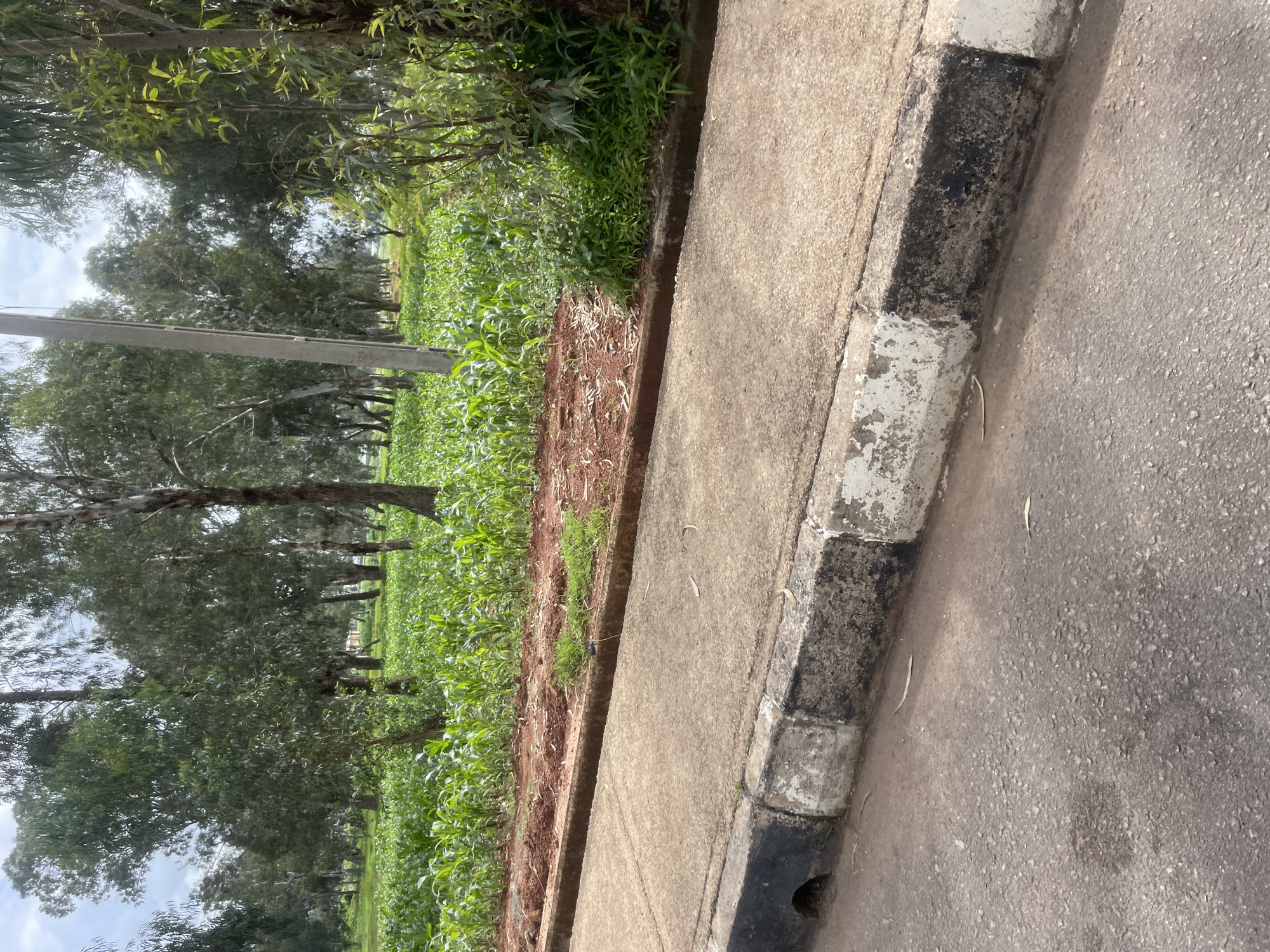 A low-angle, medium shot captures a paved road in Bar Jirgi Summa, Nigeria, with a concrete sidewalk and curb bordering a vibrant green cornfield and a grove of trees. The sidewalk, weathered with patches of black and white paint on the curb, transitions to a sandy, reddish-brown soil leading into the field. The cornstalks are densely planted, reaching a height of about a meter. Behind the field, tall, slender trees with light-colored bark and lush green foliage form a dense backdrop. A concrete utility pole stands prominently among the trees, near the center of the frame. The sky is overcast with diffused light. There are no people or animals visible in the scene.