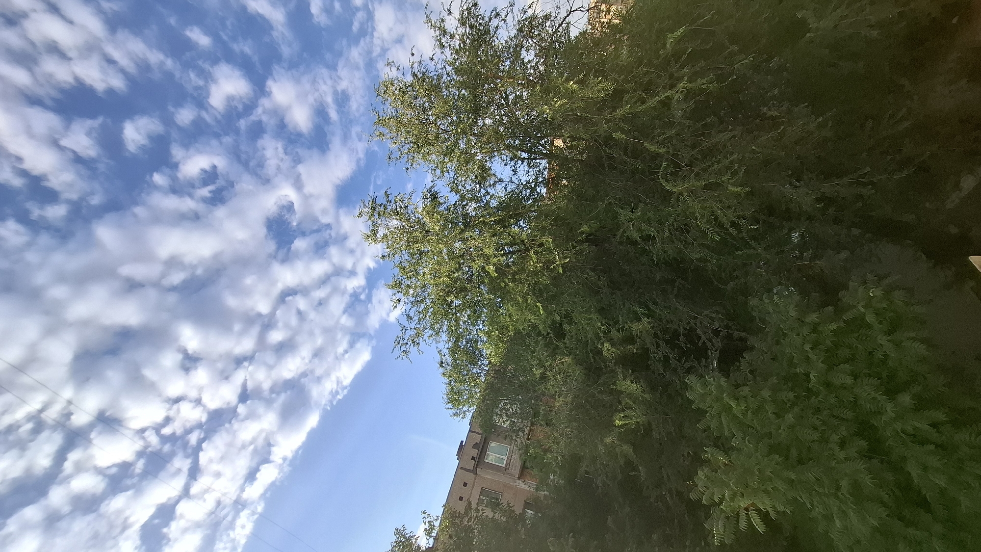 This is a low-angle, outdoor, eye-level shot of trees and the sky. The image is rotated 90 degrees counter-clockwise.
The scene is dominated by lush green foliage from trees in the foreground, obscuring much of the background. Through the leaves, a portion of a brick building with several windows can be seen. The sky above is a bright blue, dotted with scattered white, wispy clouds. The lighting suggests it is daytime, likely late afternoon or early morning due to the angle of light and shadows.
The overall mood is peaceful and natural, with the vibrant green of the trees contrasting with the clear sky. The location is identified as Shymkent, Kazakhstan. There is no visible text in the image.