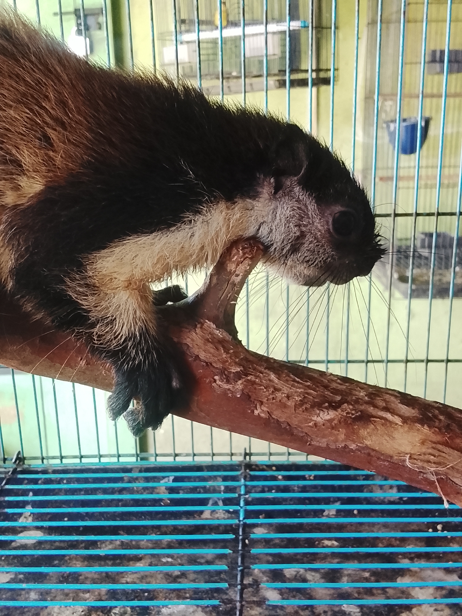 The image shows a squirrel in a cage. The squirrel is brown and black with white fur on its chest and belly. It is sitting on a branch, and its paws are visible. The cage is made of blue bars, and the background is a light green wall with a blue bucket hanging on it. This scene is not located in Kuta Trieng, Indonesia; it is a generic image of a squirrel in a cage.