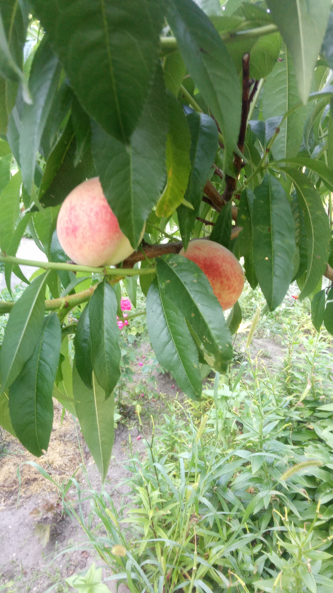 This is a close-up, eye-level, outdoor, vertical shot of a peach tree branch laden with fruit and foliage, taken in Pereiaslav, Ukraine. The primary subjects are two ripe peaches, one fully visible and the other partially obscured by leaves. The peaches exhibit a soft pink and yellow blush, indicating ripeness. They are attached to a sturdy branch, surrounded by lush green, elongated leaves characteristic of a peach tree. The background is a soft blur of more leaves and a hint of the ground below, with some pink and red flowers visible in the distance, suggesting a garden or orchard setting.
The scene is bathed in natural light, and the clear focus on the fruit and leaves suggests it's daytime, likely on a clear day given the bright illumination. The image captures a moment of abundance and natural beauty, typical of a summer harvest season. No people or specific man-made objects are prominent, placing the focus solely on the natural elements of the tree and its fruit. There is no visible text in the image.