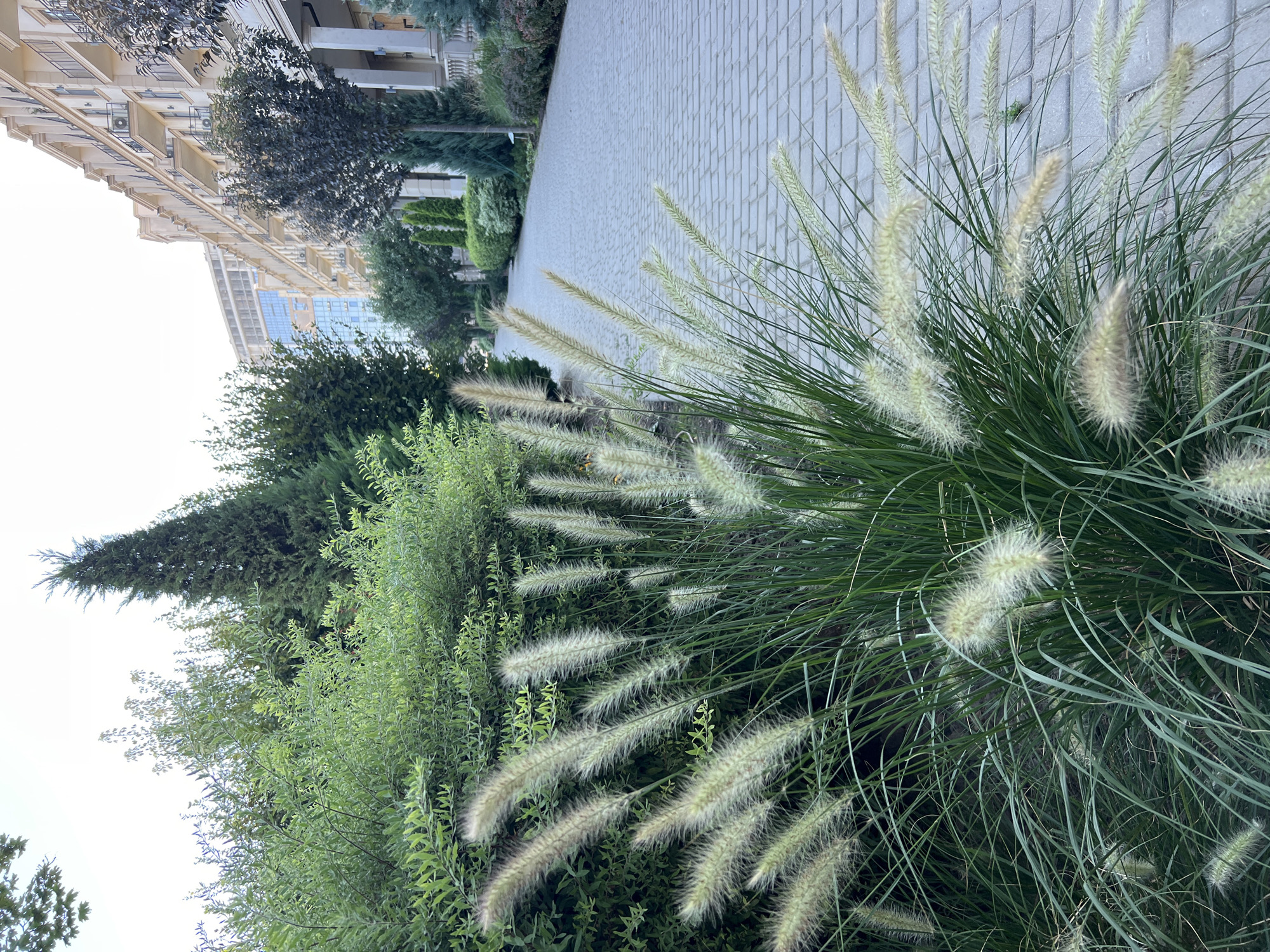In Fontanka, Ukraine, a pathway paved with light gray rectangular bricks runs diagonally from the lower right to the upper left of the frame. To the left of the pathway, lush green bushes and ornamental grasses with fluffy, light-colored seed heads dominate the foreground. These grasses sway gently, their feathery plumes creating a soft texture. Behind the foreground foliage, a line of trees and manicured bushes forms a green border. In the background, a modern building with multiple balconies and cream-colored facade rises up, its windows reflecting the sky. Another, taller building with a glass facade is visible further in the distance. The sky is overcast and a pale white. No people are visible in the image.