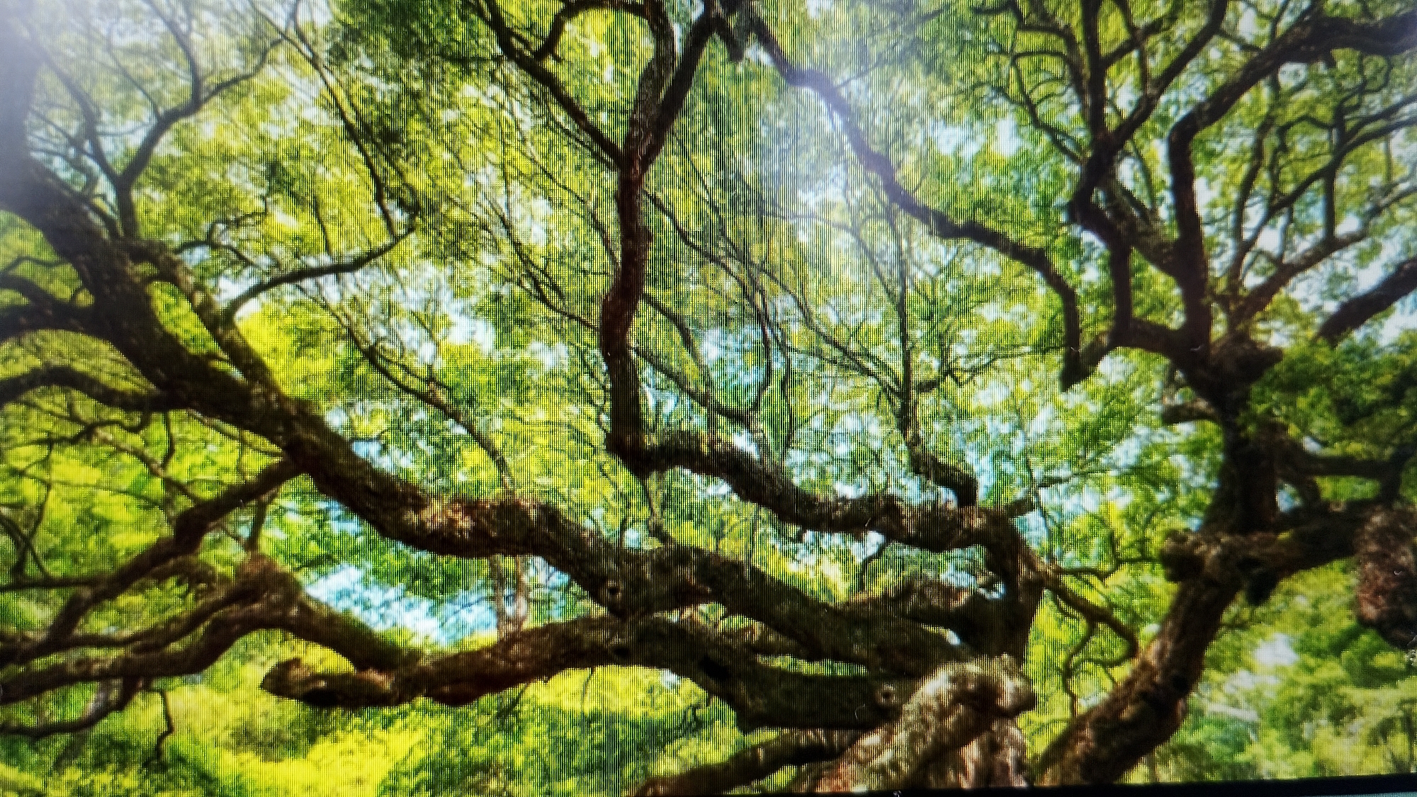 The image is a close-up, low-angle view of a large, ancient oak tree with gnarled, twisted branches. The leaves are lush and green, creating a canopy against a bright, slightly hazy sky. The tree's trunk and main branches are dark brown and thick, showing a rough texture and the effects of age. The perspective suggests the viewer is looking up from beneath the tree. There are no people, animals, or man-made objects visible. The image depicts a natural scene within a forest or park setting. The provided context indicates this tree is located in the city of Smolyan, Bulgaria.