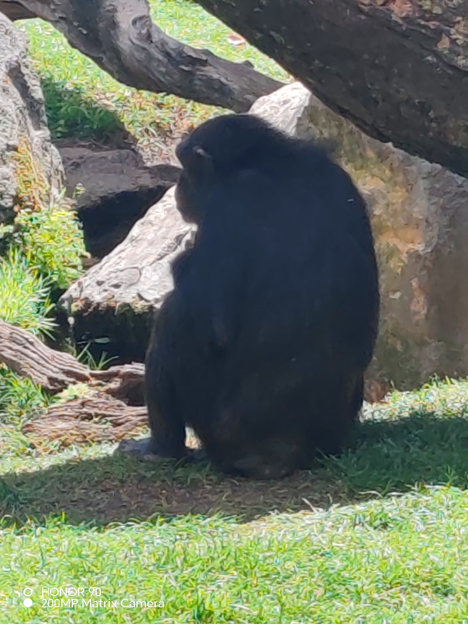 The image shows a chimpanzee sitting on grass in what appears to be a zoo or park setting. In the background are rocks, logs, and green foliage. The chimpanzee is dark-colored and is facing away from the camera. The location is the Bioparc Valencia in Mislata, Spain.