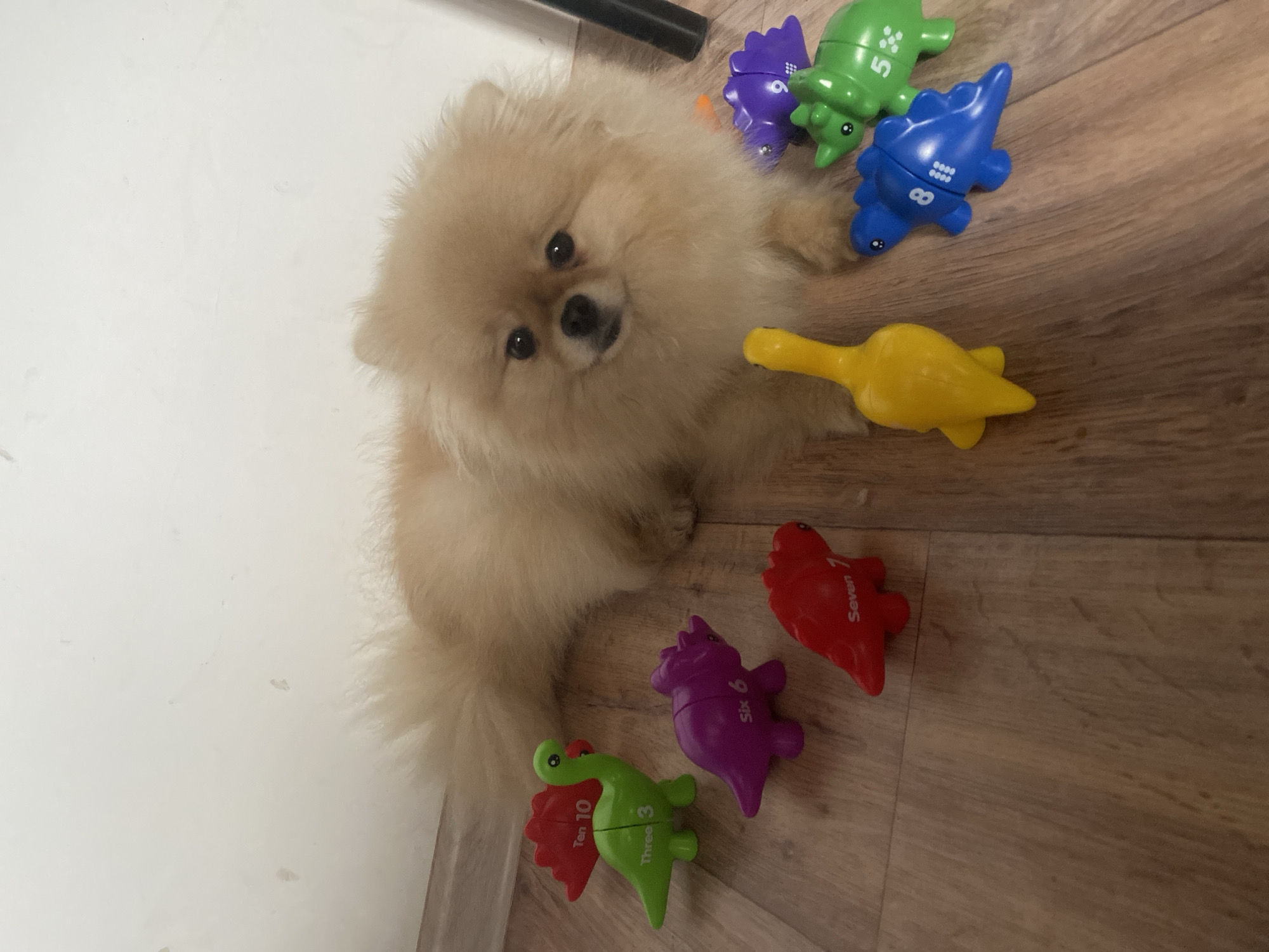 A medium-shot captures a fluffy, light-brown Pomeranian dog surrounded by colorful plastic dinosaur toys on a wooden floor. The dog, positioned to the left of the frame, gazes directly at the camera with its dark eyes and black nose. The dinosaur toys are scattered around the dog in various colors including purple, green, blue, yellow, and red. The dinosaurs are imprinted with numbers. The left side of the frame reveals a plain white wall. The location is indoors in an Unknown city and region.