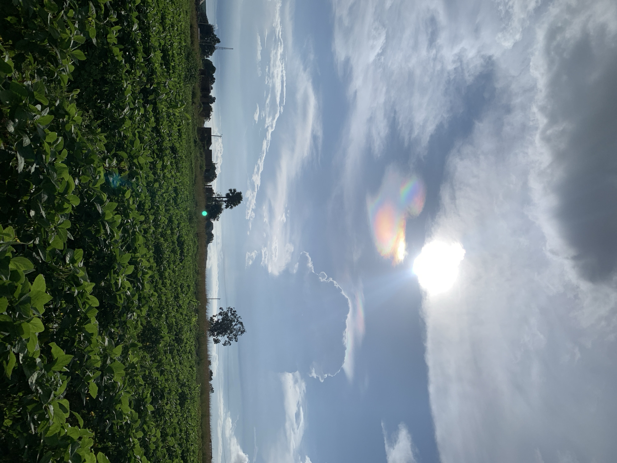 This is a landscape photograph taken in Kuru Karama, Nigeria, featuring a vast, green field of crops in the foreground. The field extends towards a distant horizon line marked by scattered trees, some rudimentary buildings, and a telecommunications tower. The sky above is dramatic, filled with a mix of dark, heavy clouds and brighter, sunlit patches. A notable feature in the sky is a rainbow halo or circumzenithal arc, visible near a bright, overexposed area representing the sun. The overall lighting suggests a possibly turbulent weather condition, with a strong sun breaking through the clouds.