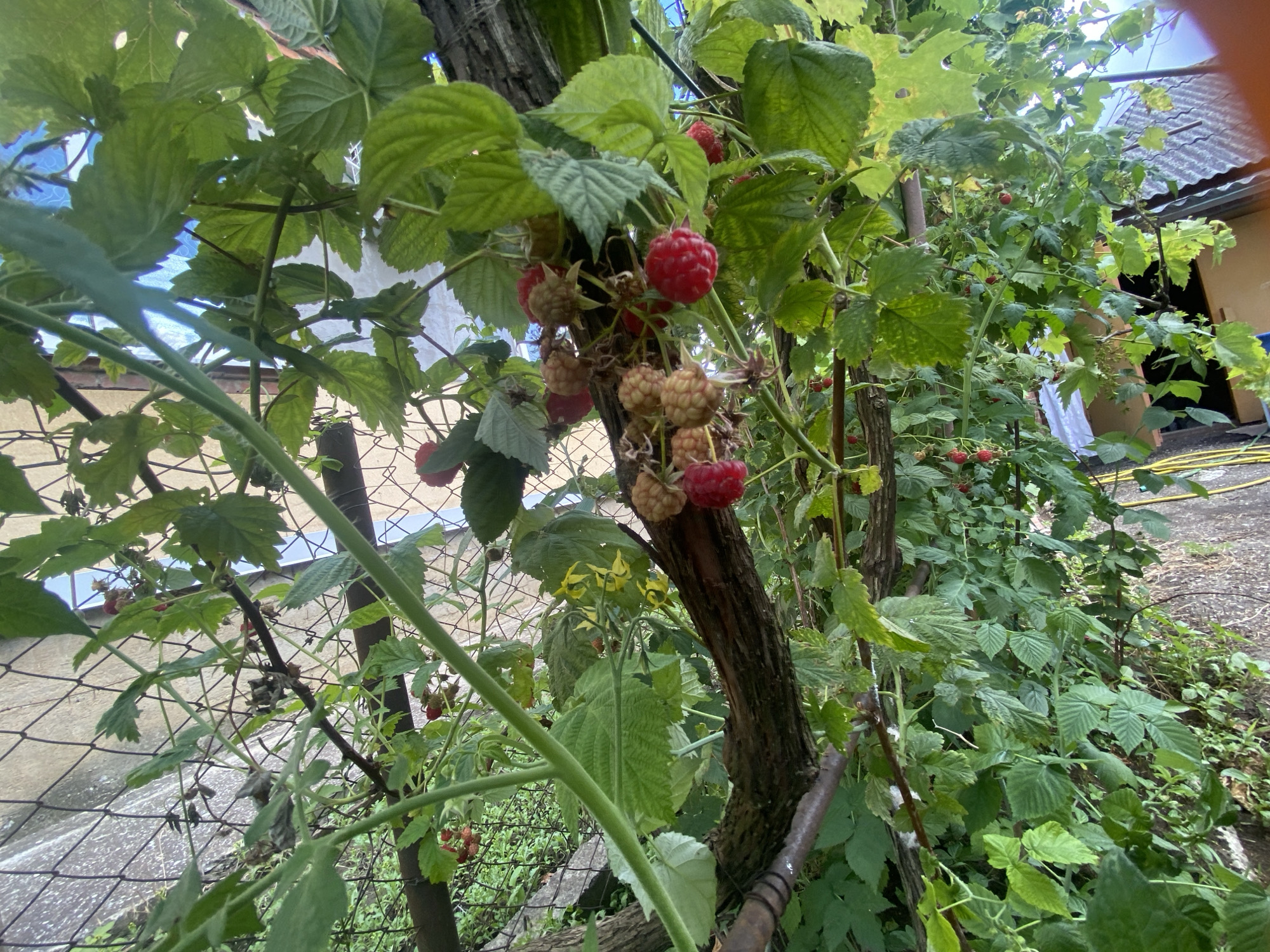 A close-up, low-angle shot captures a raspberry bush laden with ripe and unripe berries, set against a backdrop of a residential area in Akhtyrskiy, Russia. The foreground is dominated by the thick, textured bark of a tree trunk, which serves as a central support for the sprawling raspberry vines. Lush green leaves, some showing signs of age, surround clusters of raspberries. The berries vary in color from pale yellow to deep red, with some still developing.
In the middle ground, a wire fence with diamond-shaped openings runs horizontally across the frame, partially obscuring a weathered concrete wall and a gravel pathway. Beyond the fence, a building with a corrugated metal roof and light-colored walls suggests a typical dwelling. The overall environment appears to be a backyard or garden area, characterized by dense vegetation and signs of outdoor living. The lighting suggests it is daytime, with soft, diffused light filtering through the leaves. No people are visible in the image.