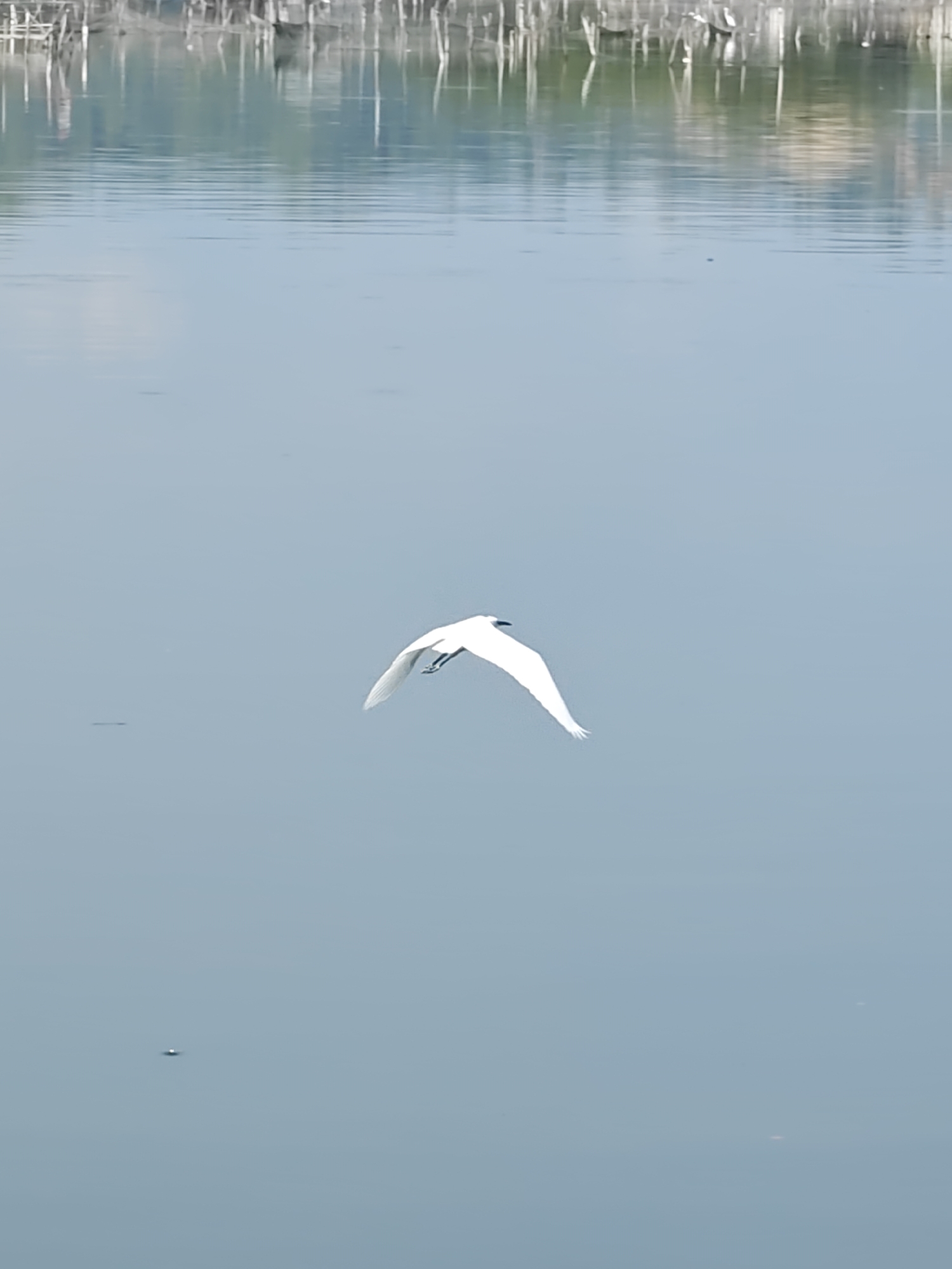 A white bird flies over a body of water. In the background are the reflections of trees or structures in the water. The location is presumed to be in the city of Lhokseumawe, Indonesia.