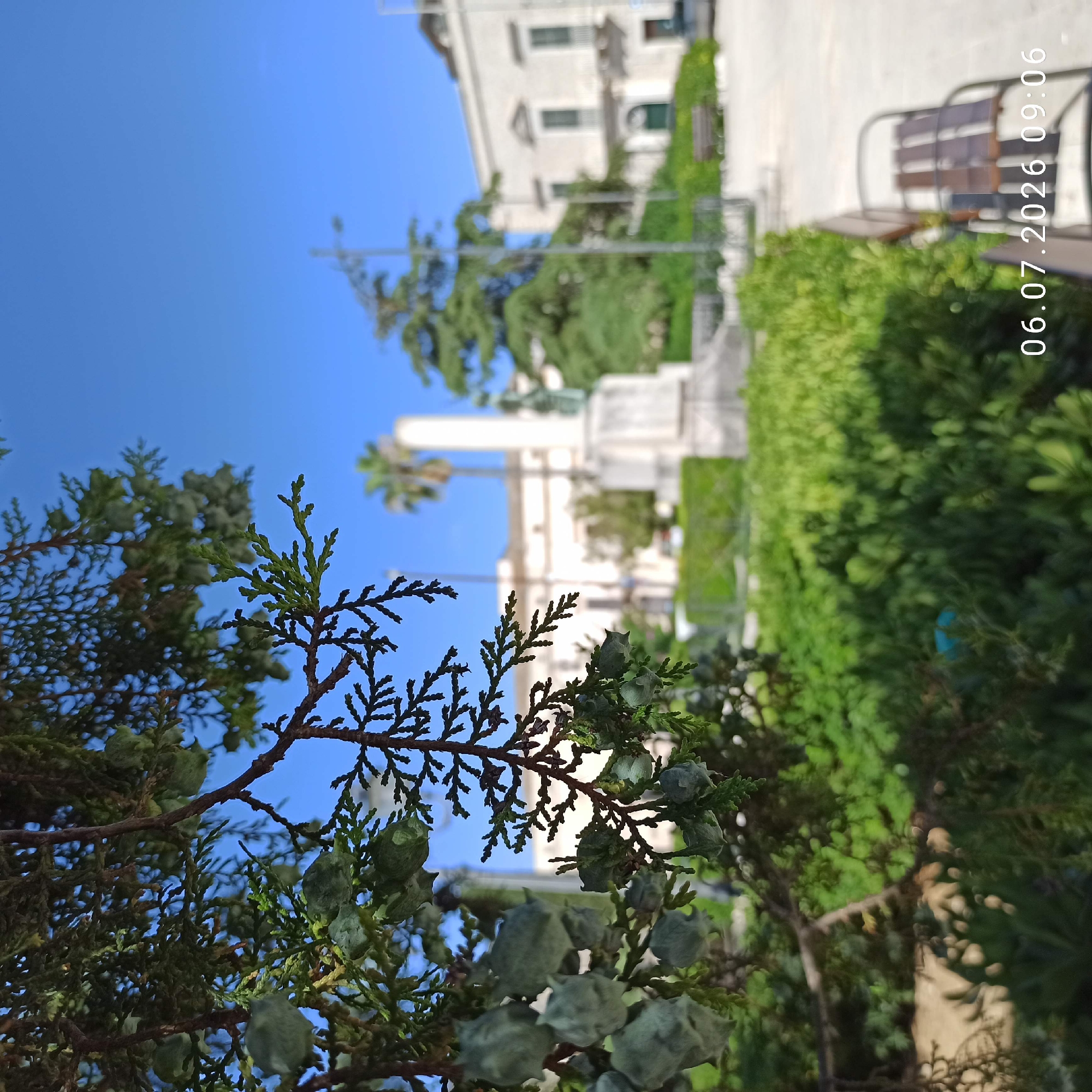 The image shows a close-up view of a cypress tree's branches with unripe cones in the foreground. In the background, the blurred scene depicts a public square in Ruvo di Puglia, Italy, with a monument, a palm tree, and buildings. A park bench is visible to the right. The timestamp "06.07.2026 09:06" is present in the lower right corner. The sky is clear and blue.