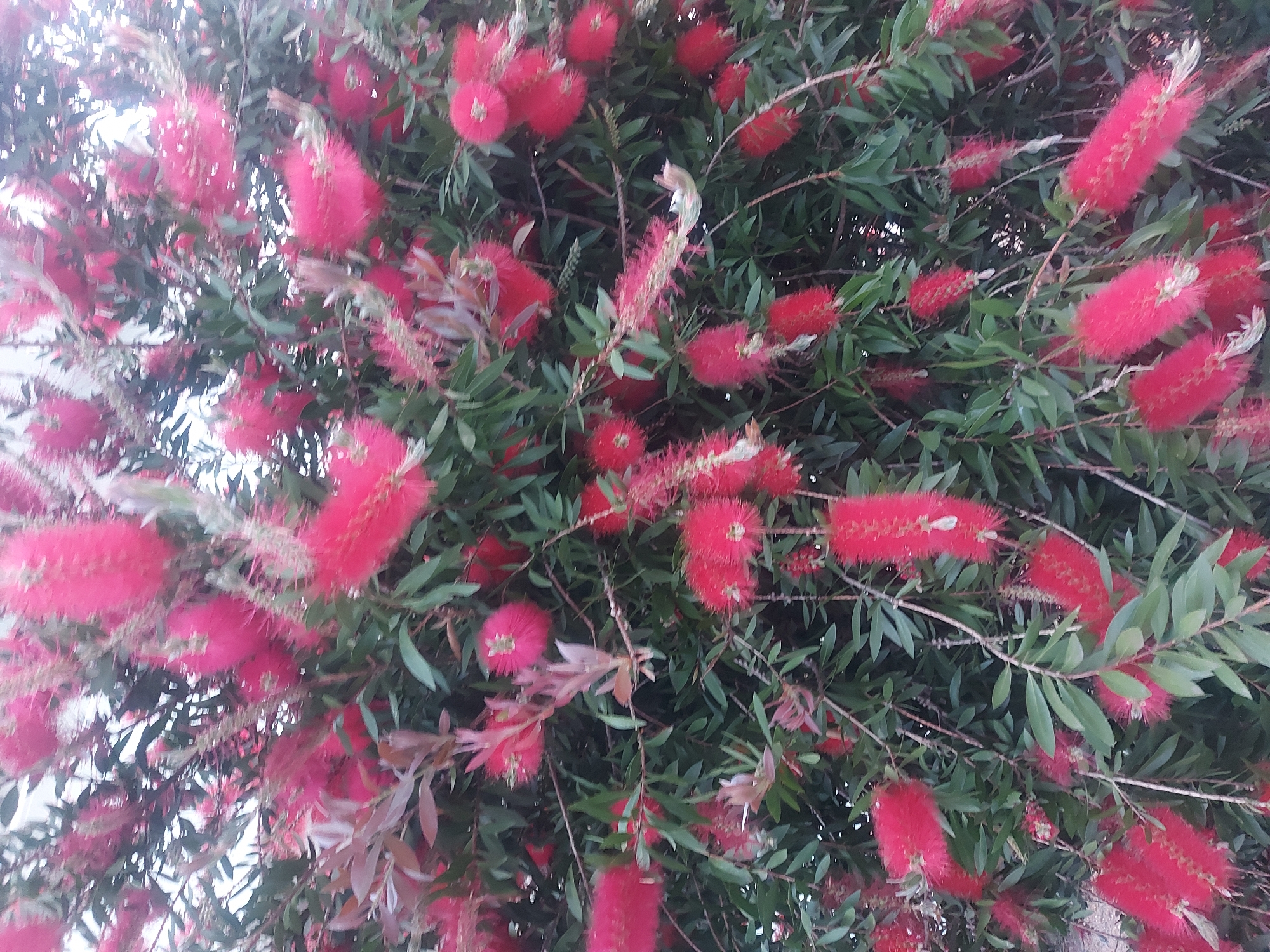 The media file presents a close-up view of a flowering plant, likely a bottlebrush (genus *Callistemon*), characterized by its distinctive red, cylindrical flowers. The image is densely packed with numerous vibrant red inflorescences, which resemble bottle brushes, growing amongst dark green, narrow leaves. The flowers appear fuzzy due to their prominent stamens, and many are in full bloom, scattered throughout the frame.
The plant's branches are visible, intertwining with the foliage and flowers. The lighting is bright and diffuse, suggesting an overcast day or indirect sunlight, with some areas of the background appearing washed out and lighter, possibly indicating the sky or a bright light source behind the plant. There are no discernible shadows, contributing to the soft illumination.
No human activity or events are taking place; it is a still shot focused solely on the botanical subject. There are no people, animals, or man-made objects visible, nor is any text present in the image. The setting is an outdoor natural environment, consistent with a garden, park, or roadside in Figueira da Foz, Portugal, where such Mediterranean-adapted plants thrive. The overall impression is one of rich, vibrant natural beauty.