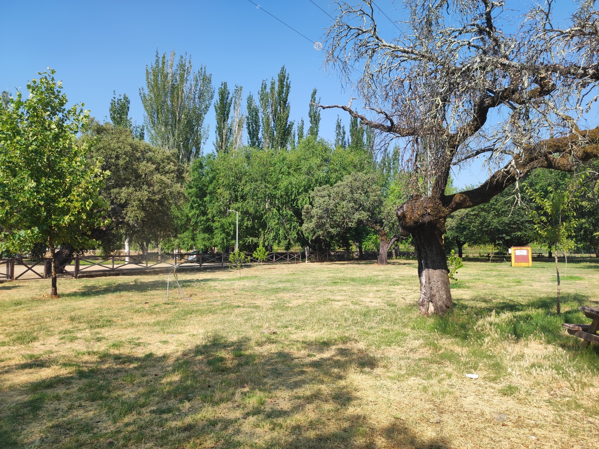 The image depicts an outdoor park area in Cadalso, Spain. The scene features a grassy field with patches of dry grass, suggesting it might be summer. In the foreground, a large, gnarled tree with mossy branches dominates the right side of the frame. The ground is uneven and dappled with shadows from overhead foliage. A wooden picnic table is partially visible on the far right.
In the midground, a low wooden fence with crossbar details separates the grassy area from a path or road. A sprinkler system is visible on the left, with a hose lying on the grass. Beyond the fence, a line of tall, slender trees stands out against the clear blue sky, interspersed with broader, leafy trees. A single lamppost is positioned behind the fence and to the left of the tall trees. Further in the background, a small yellow structure with a red sign is situated among the trees. A car is partially visible on the road behind the fence. The overall environment is natural and serene, with a focus on trees and open green spaces. There are no people visible in the image.