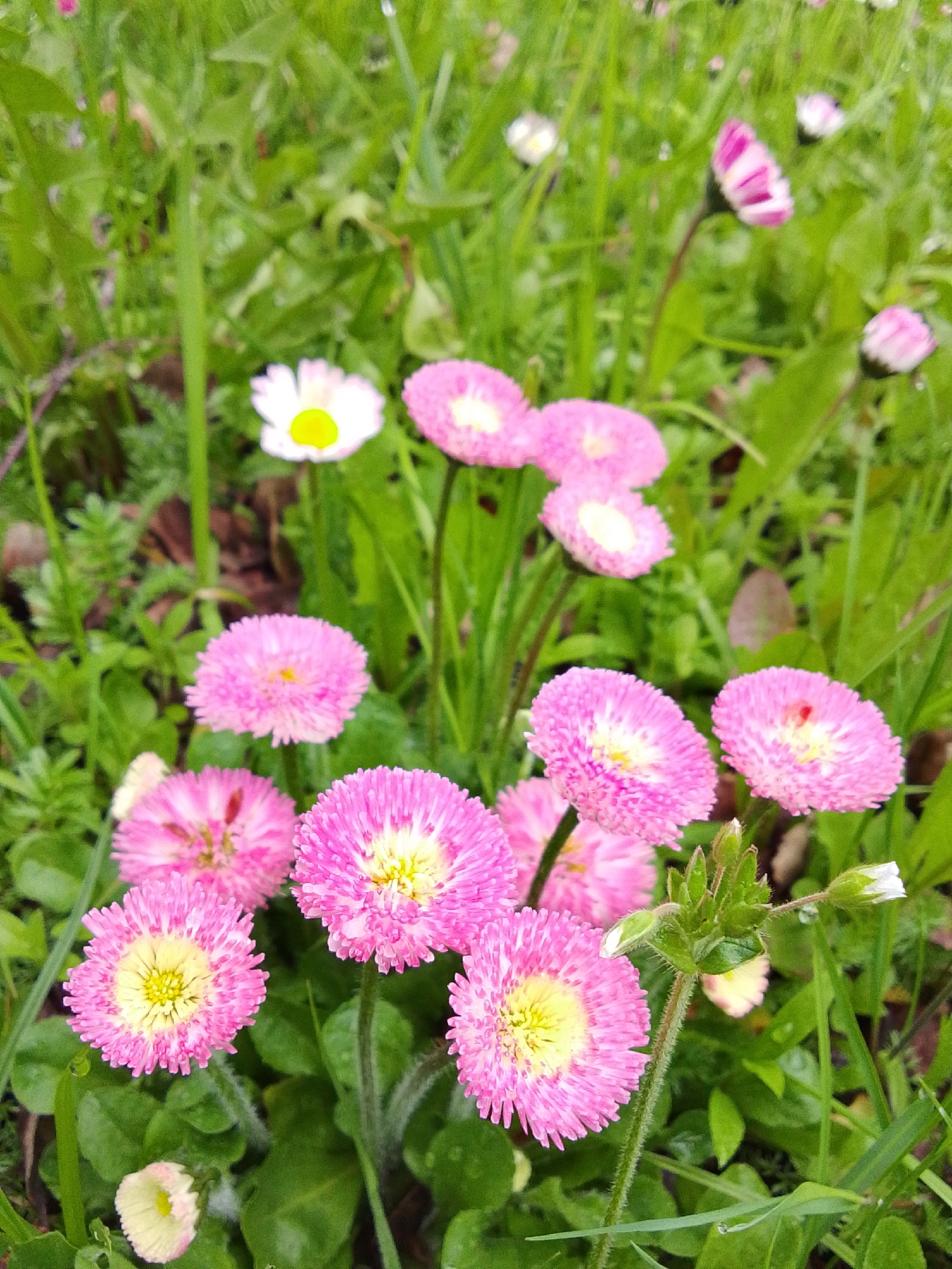 The image depicts a close-up view of a patch of flowers in a grassy area. The flowers are mostly pink with yellow centers, resembling daisies. A single white daisy with a yellow center is visible. The background is filled with green grass and other foliage. There is no information available to indicate that this image was taken in the city of 1-Go Maya, Russia, or to provide any other information.