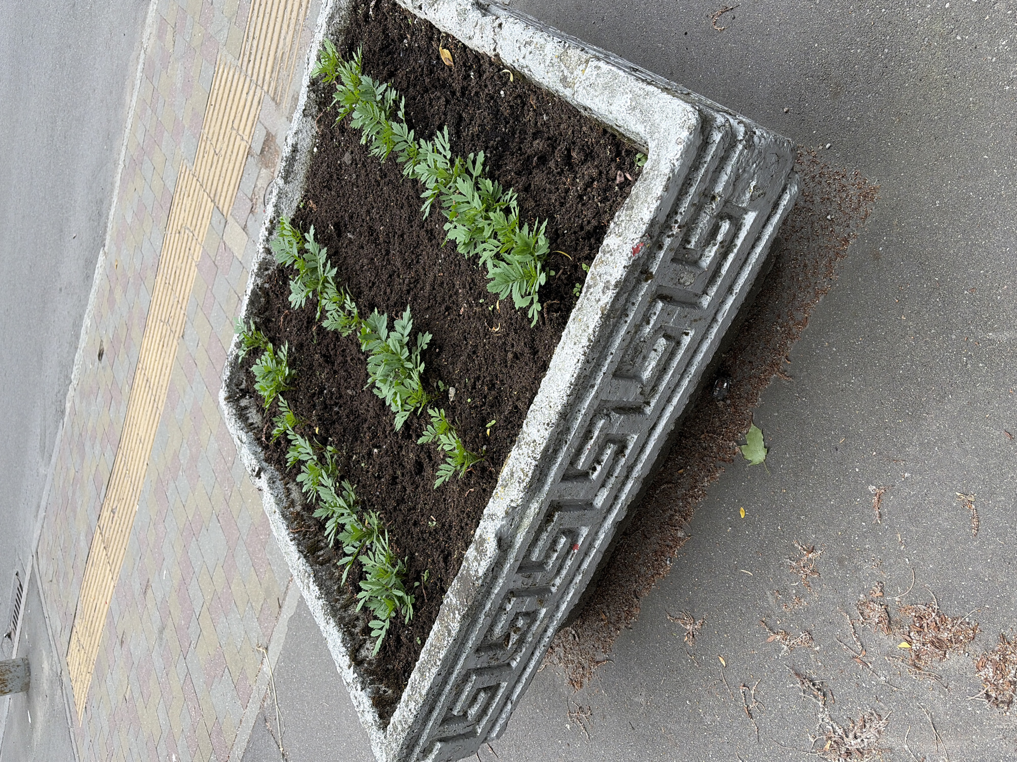 A square concrete planter filled with young plants is positioned on a paved sidewalk and asphalt area. The planter has a decorative, Greek-key-like pattern on its sides and appears weathered. Rows of small, green plants with serrated leaves are planted in dark soil within the planter. To the left of the planter, a section of tactile paving is visible on the sidewalk, indicating a pathway. The ground around the planter is a mix of asphalt and paved tiles, with some scattered leaves and debris. The scene suggests an urban outdoor setting.