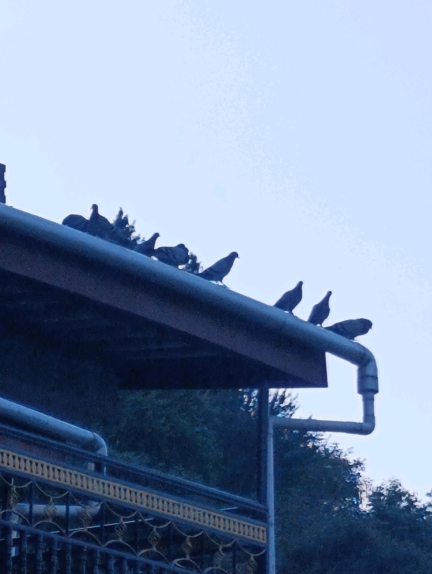 A group of pigeons are perched on the edge of a dark-colored roof in Vashisht, India. The sky behind them is a pale, hazy blue. To the left of the roof, a section of a metal railing with decorative yellow accents is visible. A drainpipe is attached to the roof on the right side of the image. Trees with dark green foliage are visible behind the roof.