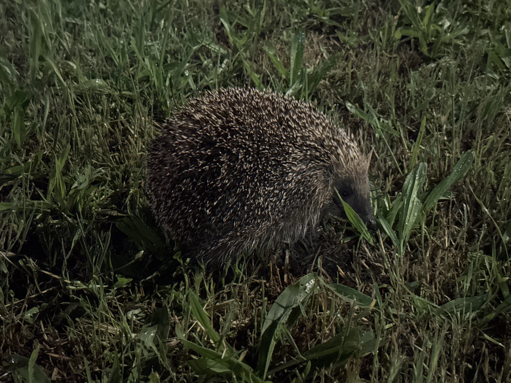 A solitary hedgehog is captured in a natural, dimly lit outdoor setting. The animal, covered in a dense coat of brown and white spines, is positioned on a ground covered in lush, dark green grass and some dry foliage. Its body is angled diagonally across the frame, with its snout and a small portion of its face visible on the right, pointing downwards as if it is sniffing or foraging.
The lighting is low, suggesting the photograph was taken at night or during the twilight hours, which is consistent with the nocturnal nature of hedgehogs. Small, reflective droplets are visible on many blades of grass, indicating the presence of dew or recent rainfall, making the ground appear damp. The background consists entirely of more grass and undergrowth, blending into the dark, shadowy environment. No other subjects, activities, or visible text are present in the image.