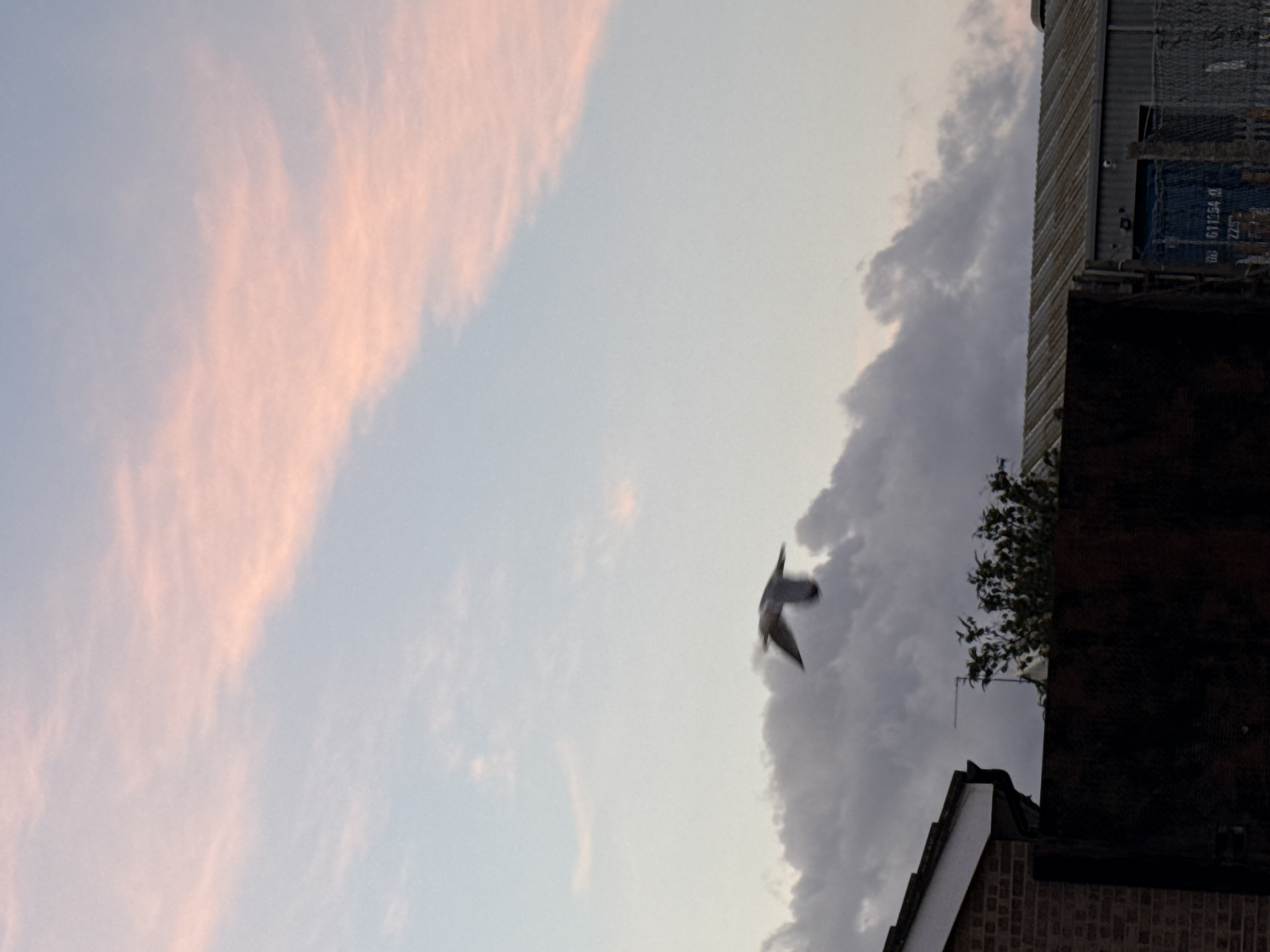 The image, taken in Great Yarmouth, United Kingdom, shows a bird in flight against a backdrop of a partially cloudy sky. The left side of the sky features clouds tinged with a pink hue. To the right, darker, more dense clouds are visible. The right edge of the image contains rooftops of buildings and other man-made structures. One building appears to be of industrial or commercial construction. An antenna is affixed to a building. A tree is located near the antenna. The focus of the image seems to be on the bird in flight, which is slightly blurred, suggesting rapid movement.