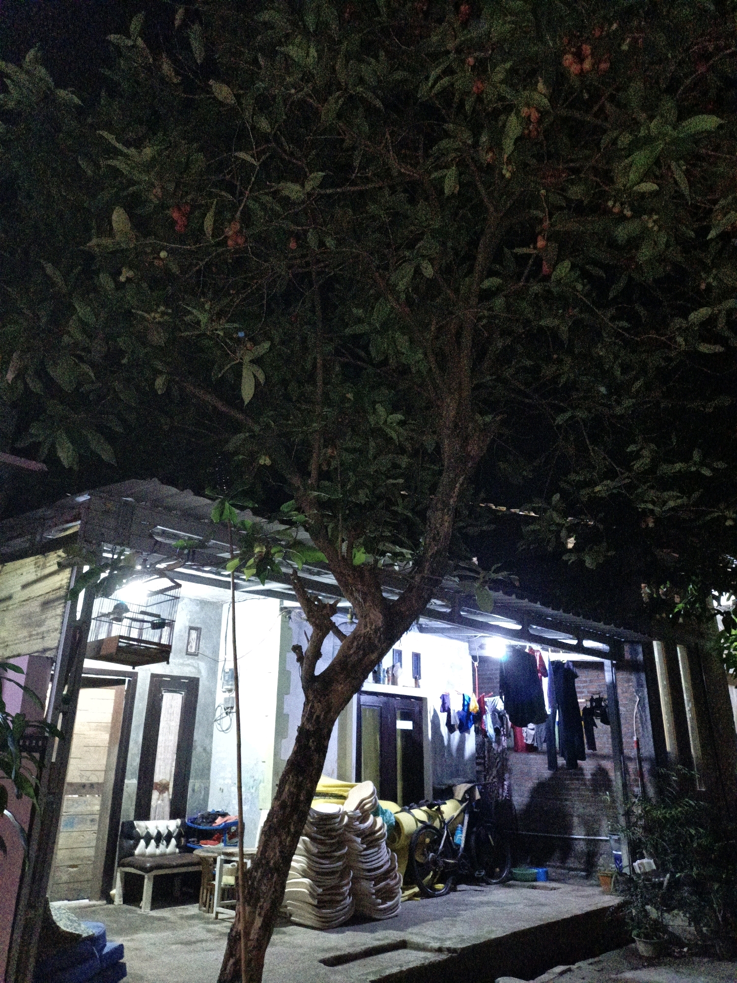 The image depicts an outdoor scene at night, likely in a residential area of Cikal, Indonesia. A large tree with dark leaves and some reddish fruits dominates the foreground, casting shadows. In the background, a simple, open-sided structure, possibly a carport or covered patio, is illuminated by artificial lights. Laundry is hanging on a line under this structure. To the left of the structure, there are two doors, one with a wooden finish and the other with a darker frame. A birdcage is suspended above the left doorway. Near the center, a small bench with a patterned cushion is visible, along with a small table. To the right of the bench, stacks of what appear to be rolled mats or cushions are piled up. A bicycle is parked to the right of these stacks. The ground is paved with concrete. The overall impression is of a humble, functional outdoor living space.