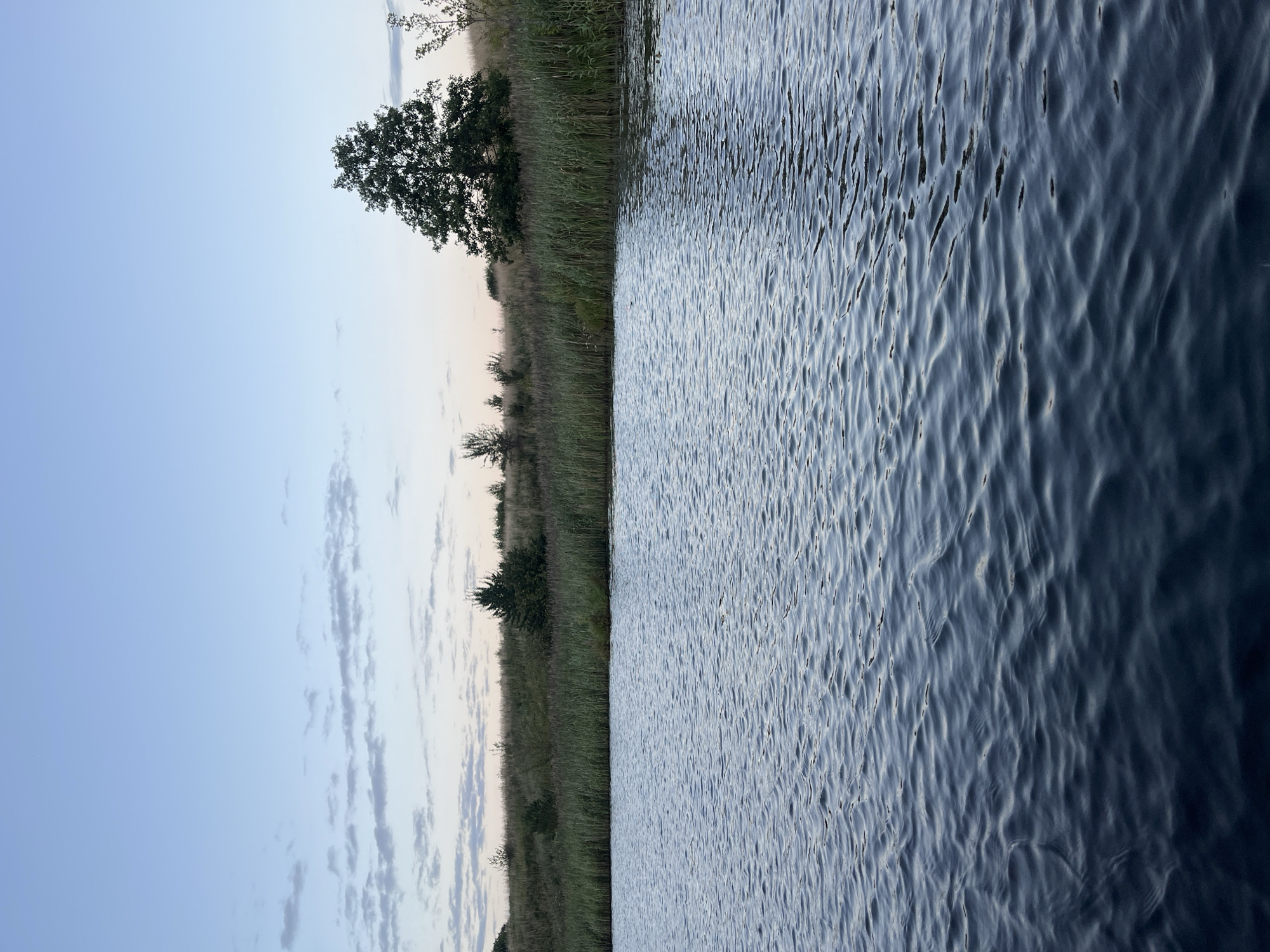 The image depicts a calm lake at dusk, with the water surface showing gentle ripples reflecting the twilight sky. The shoreline is lined with dense reeds and grasses, and in the background, a gentle slope is covered with more vegetation and scattered trees. A large, mature deciduous tree stands prominently on the right side of the background, silhouetted against the pale sky. The sky itself is a gradient of soft blue transitioning to a lighter hue near the horizon, with wispy clouds scattered across it. The scene appears to be located in a rural, natural setting, likely near or within the Дунілавіцкі сельскі Савет in Belarus, given the typical landscape of the region. There are no people or specific man-made structures visible in the image, suggesting a peaceful, undisturbed natural environment.