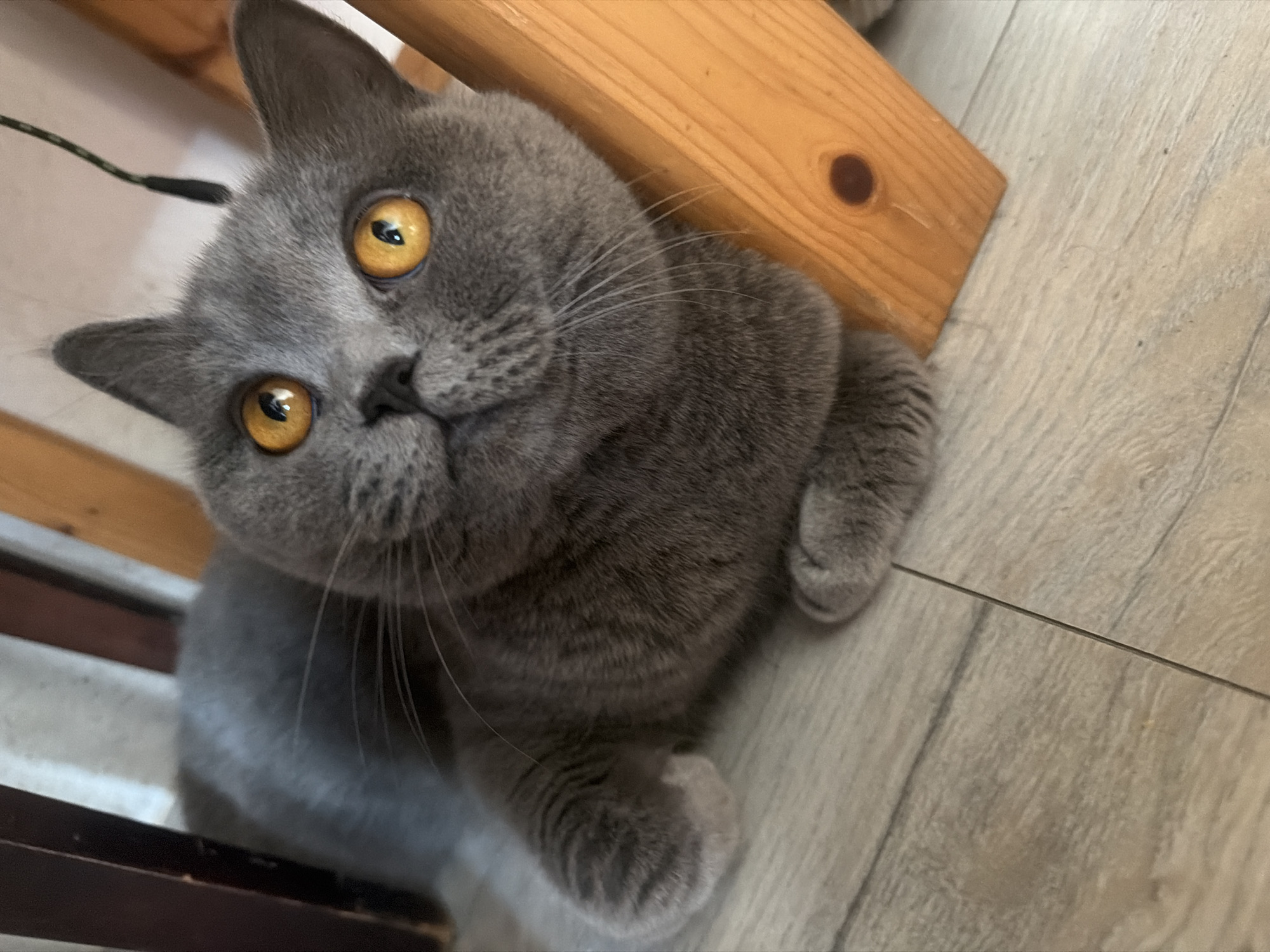 A British Shorthair cat with bright orange eyes is lying on a light-colored wooden floor, partially under a wooden structure. The cat is facing upwards and to the left, with its paws tucked in front of it. The background consists of dark brown wooden legs of furniture and a light-colored wall. The scene is indoors. The provided image does not contain information that can be used to determine the specific location within Szczecin, Poland.
