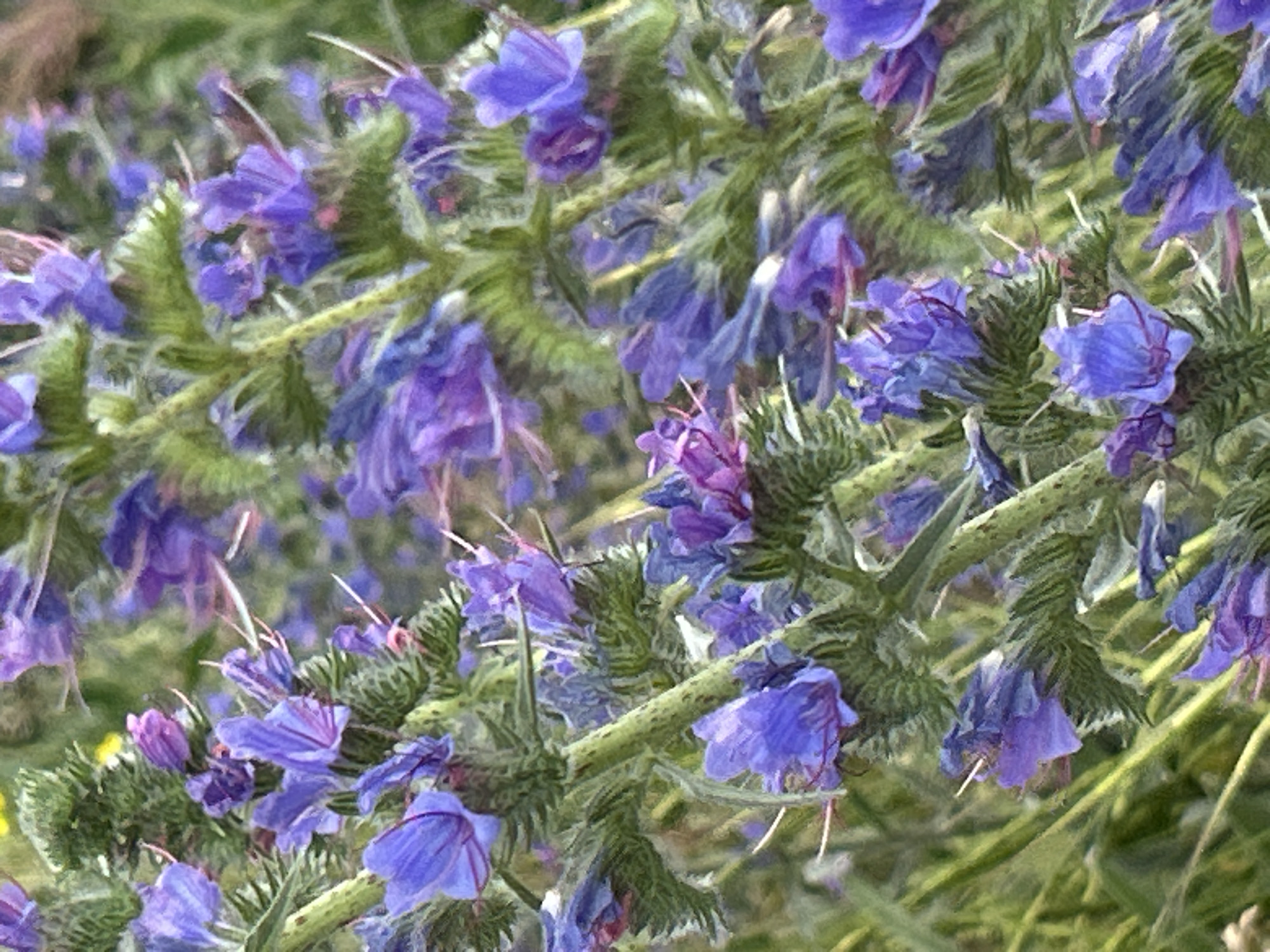 The image shows a close-up, vertical shot of vibrant purple flowers with green, spiky stems and leaves. The flowers are clustered together on the stems, with some appearing to be in bloom and others still in bud. The background is a blur of green foliage and hints of yellow. The lighting suggests an outdoor scene, possibly during the daytime. The specific location in the city of Hnarovske, Ukraine, is not discernible from the image itself, as it focuses solely on the flora. There are no people, animals, or man-made objects visible in the frame.