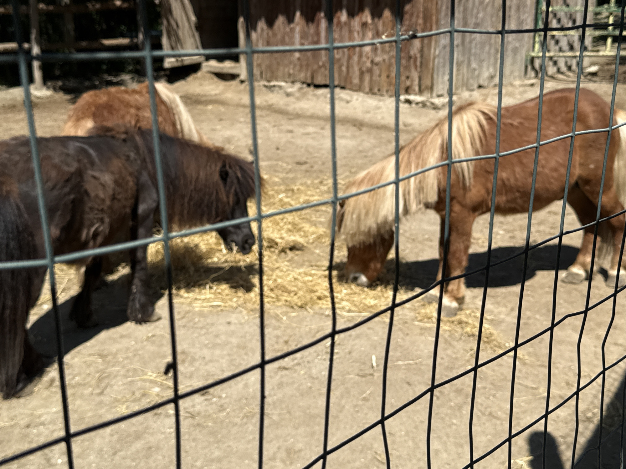 This is a medium-shot, eye-level, outdoor, eye-level, slightly angled, slightly blurred, full-color photograph of three miniature horses seen through a wire fence. The horses are in an enclosure with a dirt and straw ground. A wooden fence is visible in the background. The horse on the left is dark brown, and the horse on the right is chestnut colored. A third horse, light brown, is partially visible in the background, behind the dark brown horse. The horses are standing still. The lighting suggests it is daytime.