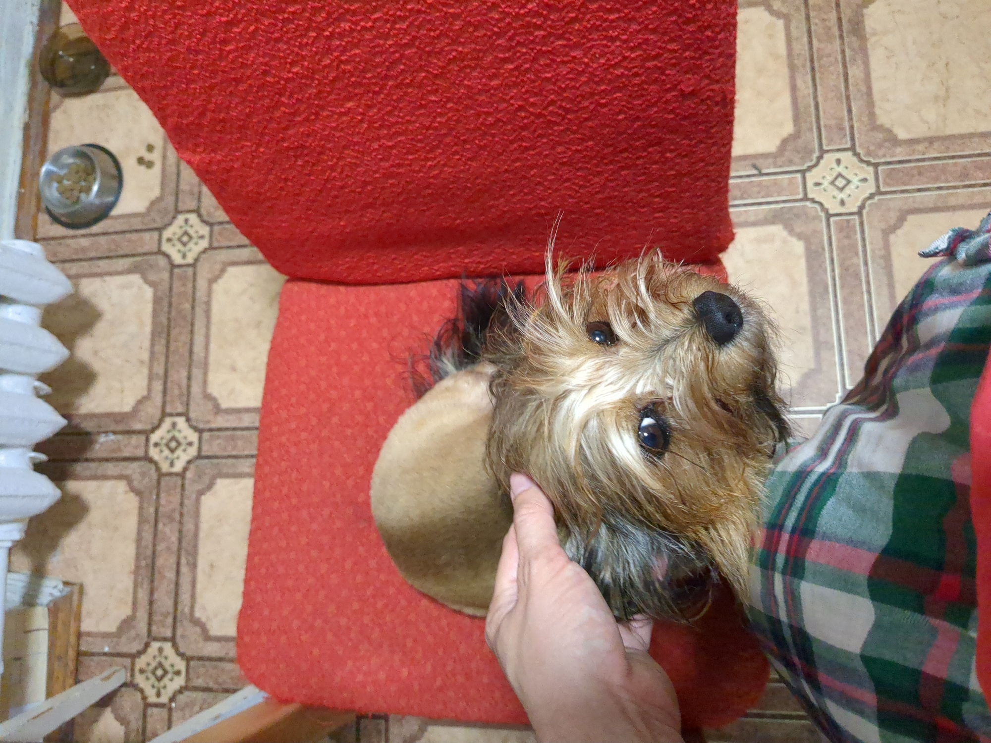 A person's hand gently pets a small, tan-colored dog with shaggy, light brown fur and dark eyes. The dog is sitting on a red upholstered chair, and a portion of a plaid blanket is visible in the foreground. The flooring appears to be tiled, with a decorative pattern. In the background, a white radiator and two metal dog bowls, one containing kibble, are visible. The overall setting suggests an indoor domestic environment, likely a home in Boryspil, Ukraine.