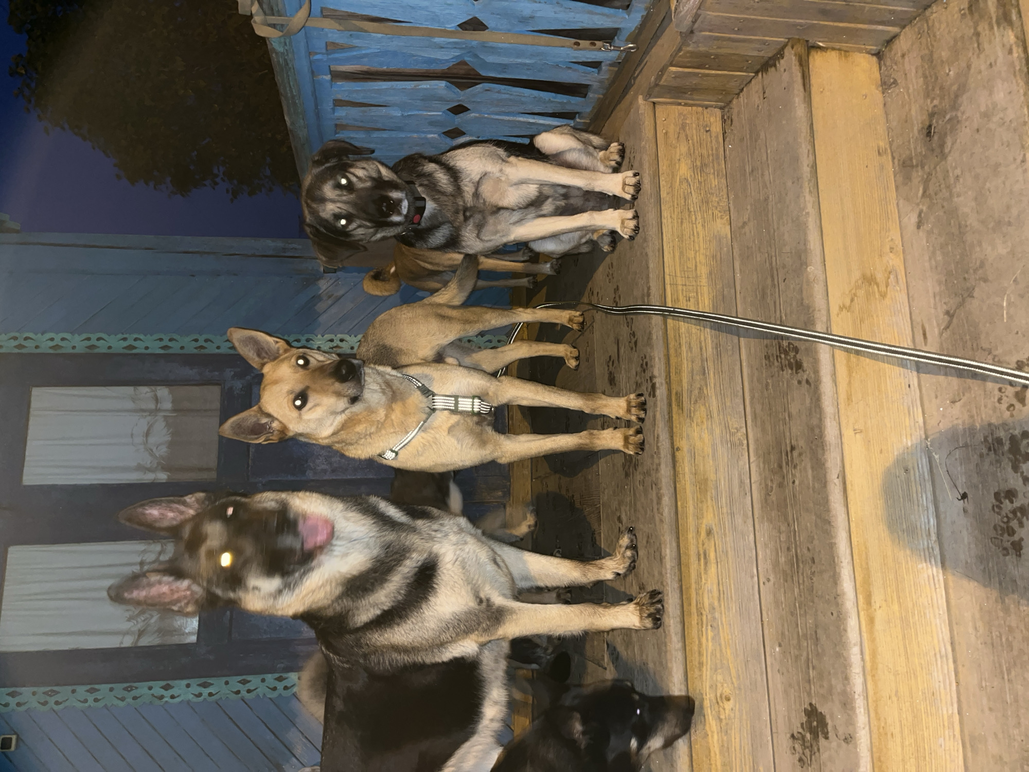 Four dogs are on the wooden steps of a porch. A large German Shepherd mix is on the left, panting with its tongue out. Next to it is a lighter-colored dog wearing a harness. To the right, a grey dog is sitting, wearing a red collar. A black dog is in the foreground on the left, looking down. The porch is painted blue, and the wooden steps are worn and wet. The scene is likely in Nizhny Tagil, Russia, given the blue painted house exterior, which is a common architectural style in that region. The lighting suggests it is evening or night.