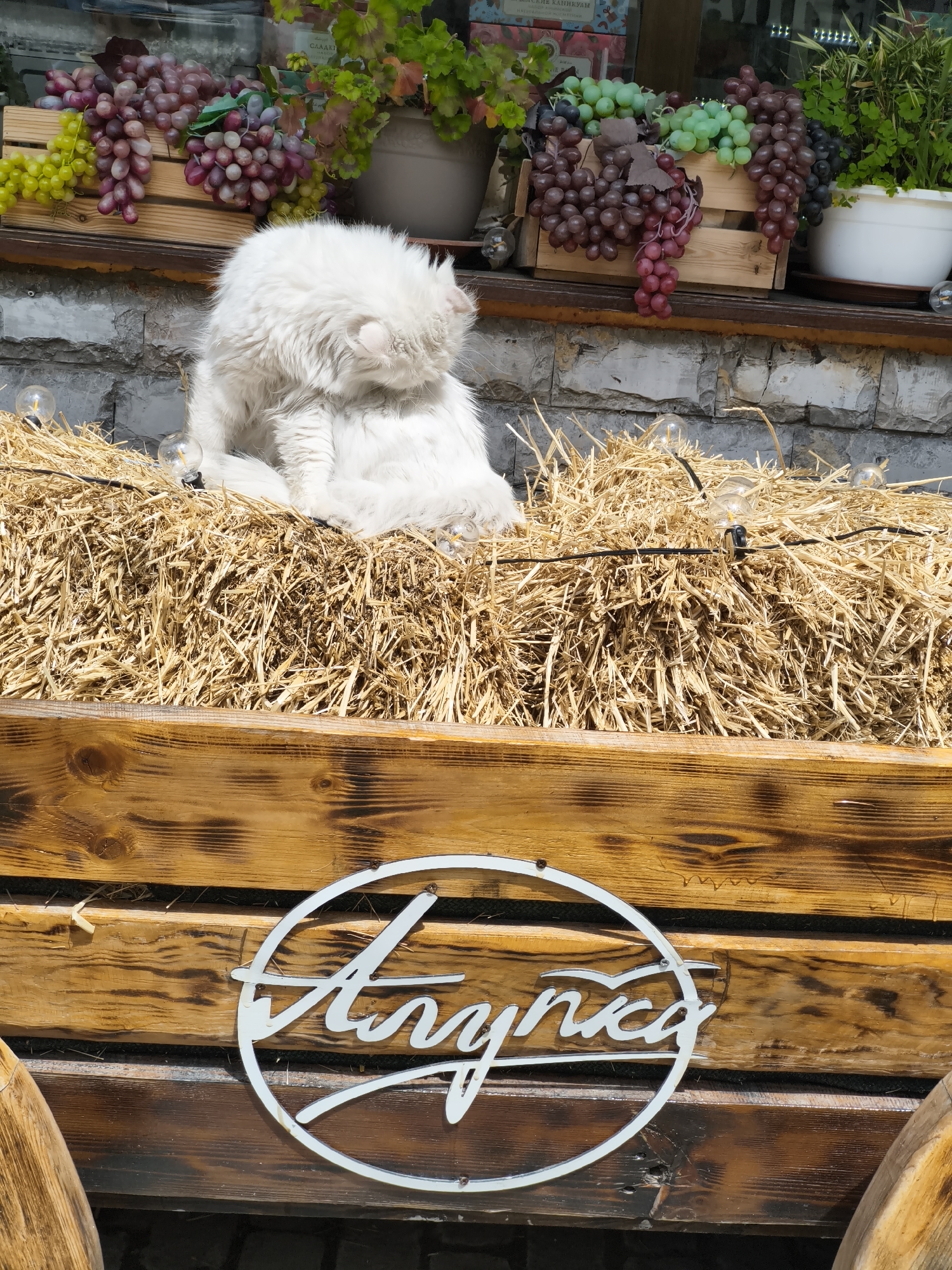 The image shows a white cat sitting on a pile of hay in what appears to be a decorative display. The hay is placed on a wooden structure with a logo that reads "Алупка" (Alupka), suggesting the location is in or near Alupka, which is part of the Алупкинский городской совет (Alupkinskyi City Council) in Ukraine. Above the cat and hay, there are artificial grapes in wooden crates and plants in white pots, used as part of the display. The background includes a stone wall.