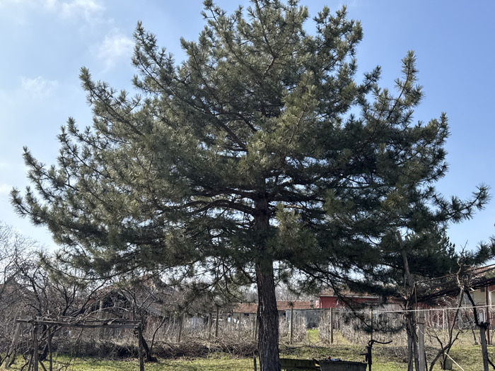 The scene captures an outdoor area in Krushovene, Bulgaria, under a clear blue sky with sparse white clouds. A large, mature coniferous tree, characterized by dark green needles, occupies the central and upper portion of the frame, extending from the ground level to the top. The ground in the foreground is covered with green grass. In the midground, several dormant deciduous trees and wooden trellises supporting bare vines are visible. Structures resembling residential or agricultural buildings with red-tiled roofs are partially observed in the distant background. A dark, metallic object, resembling an antiquated hand pump, is situated on the ground toward the lower right, partially obscured by the main tree's trunk. No individuals or specific actions are depicted.
