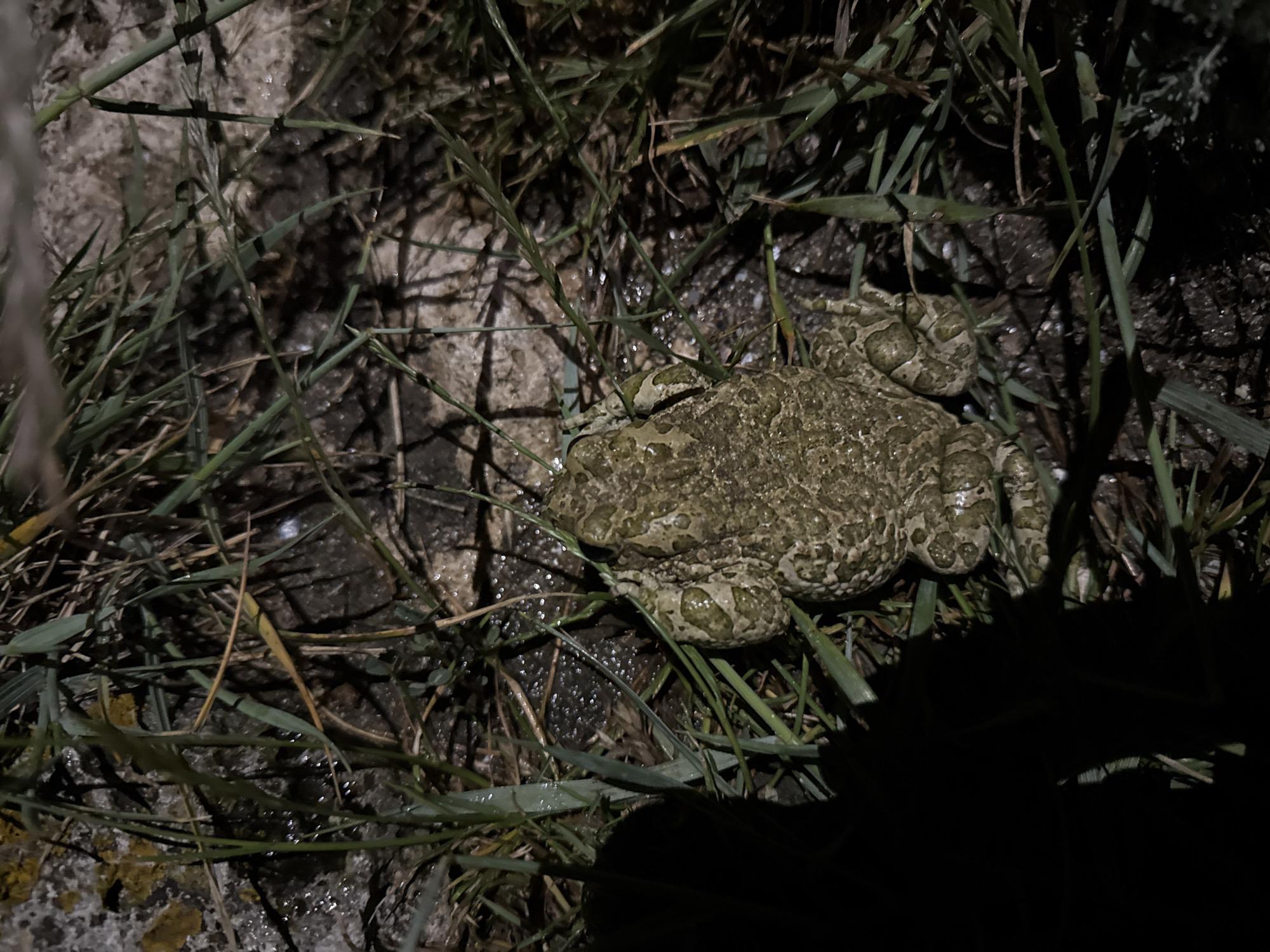 A toad, with mottled green and brown skin, is positioned in the center of the frame, surrounded by blades of grass and damp soil. The lighting suggests it is nighttime, with a strong light source casting shadows to the left of the toad. The background is dark and indistinct, with hints of rocks and vegetation. The scene appears to be an outdoor, natural environment, possibly near the coast, consistent with the location of Tyulenovo, Bulgaria, a Black Sea village known for its rugged coastline and natural beauty.