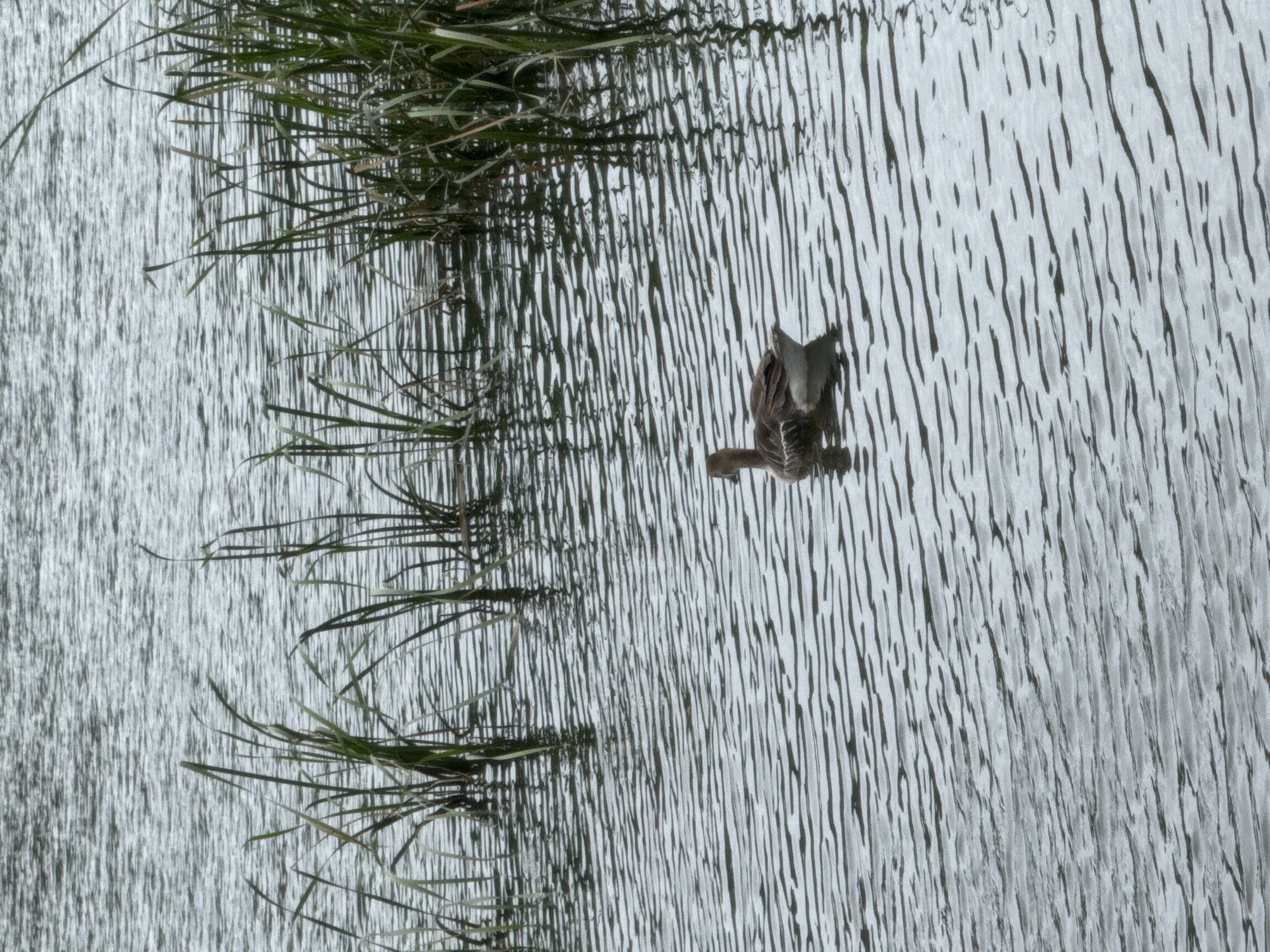 A lone goose swims in the rippling water of a lake or pond, with tall green reeds lining the background. The goose is facing to the left and is mostly brown and white. The water is dark and reflects the sky, creating horizontal lines of light and shadow. The scene is peaceful and natural.