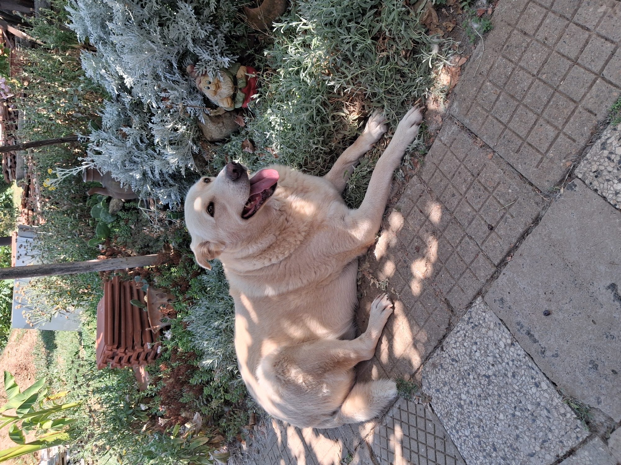 A light-colored dog is lying on paving stones in a garden. The dog is panting with its tongue out. Behind the dog, there are various plants, including some silvery-gray foliage, and a small garden gnome. In the background, there is a stack of terracotta roof tiles and some wooden posts. The scene appears to be outdoors on a sunny day. The location is identified as Goran, Bulgaria.