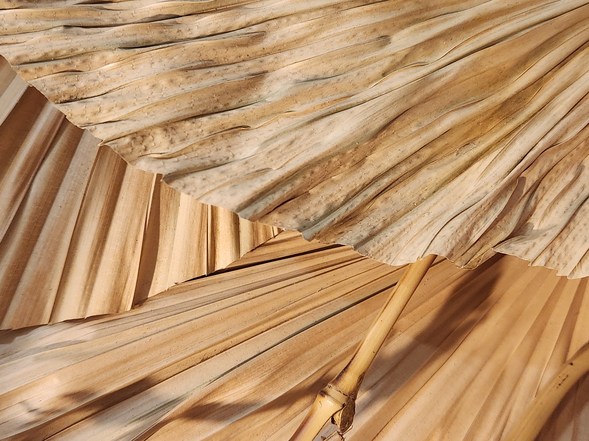 The image is an extreme close-up of dried palm fronds, with a prominent shadow cast on the left. The texture of the fronds is highly detailed, showing the natural striations and a slightly curled, brittle appearance. The colors are muted earth tones, primarily shades of beige, tan, and light brown, with darker brown accents in the crevices and along some of the veins. The fronds overlap, creating a sense of depth and complexity. A portion of what appears to be a bamboo stalk is visible on the left side, emerging from behind the fronds. The lighting suggests a strong light source from the right, illuminating the texture and casting a dark, defined shadow. There are no people or animals present. The scene is static and appears to be an arrangement of natural elements rather than a candid shot. The image does not provide any information that would allow for identification of a specific location within the city of Maitland, United States of America.
