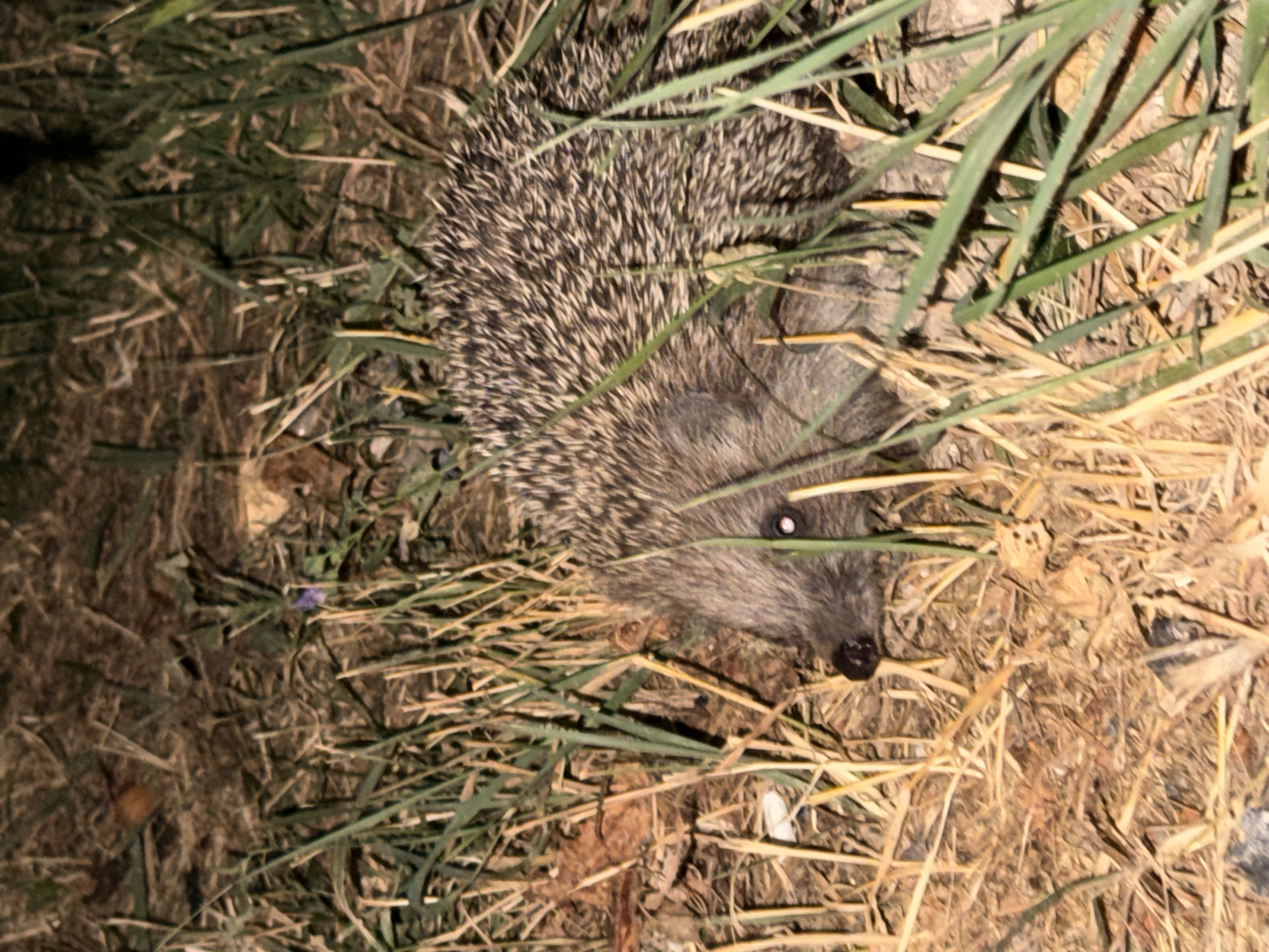 The image shows a hedgehog partially obscured by tall grass and dry foliage. The hedgehog is facing left, with its dark snout and bright eyes visible. Its back is covered in spines. The background consists of dry leaves, grass, and soil, suggesting an outdoor environment, possibly a garden or park. There are no people or man-made structures visible in the image. The lighting indicates it may be dusk or nighttime. The location in the city of Lovech, Bulgaria is not discernible from the image itself.