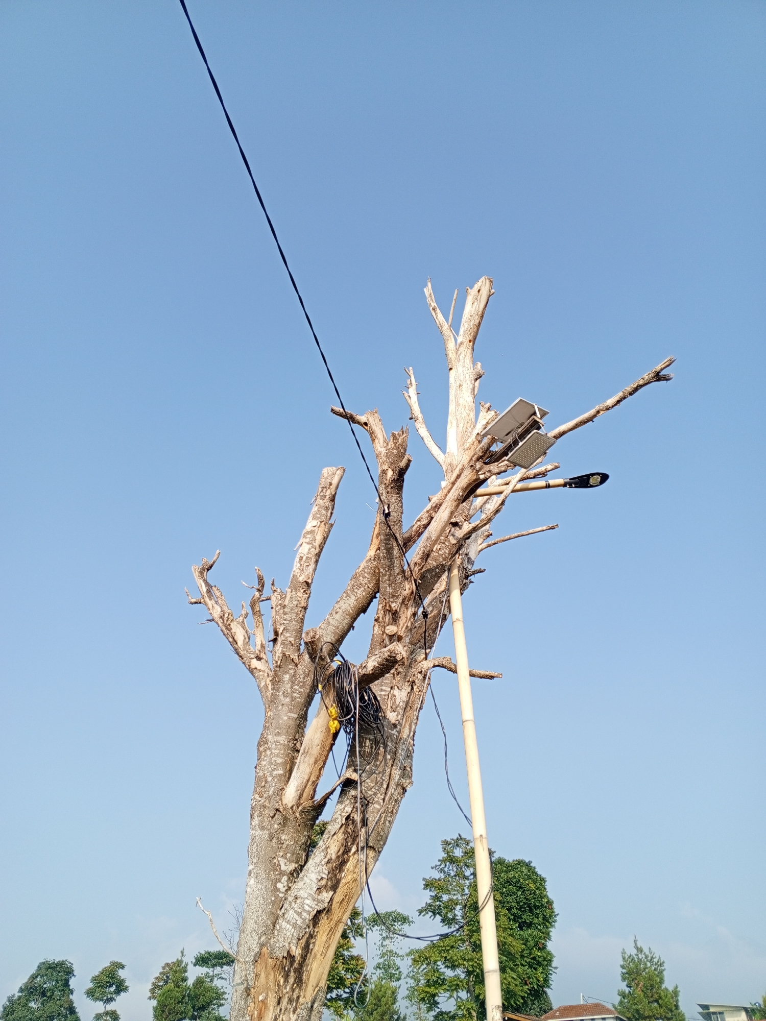 A low-angle, full shot captures a dead, weathered tree trunk dominating the frame against a clear blue sky. The trunk is skeletal, with numerous broken branches extending outwards. A black electrical wire stretches diagonally across the upper left portion of the image. Attached to the upper right branches of the tree are two solar panels and a street lamp, mounted on a bamboo pole. Coiled black electrical wires with yellow connectors hang from a lower branch. In the distance, below the tree, a line of green trees and foliage is visible. The scene appears to be outdoors in a rural or semi-rural area, possibly in Bellanneoya, Sri Lanka, given the context. There are no people or animals present.