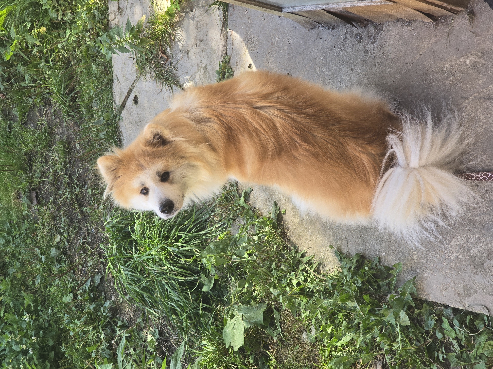 A fluffy, golden-brown dog with white accents on its tail and face is sitting on a concrete path, looking up at the camera. The dog's fur is long and appears soft. The path is bordered by green grass and weeds. In the background, there are more green plants and some dirt. The lighting suggests it is daytime, with sunlight casting shadows on the ground.