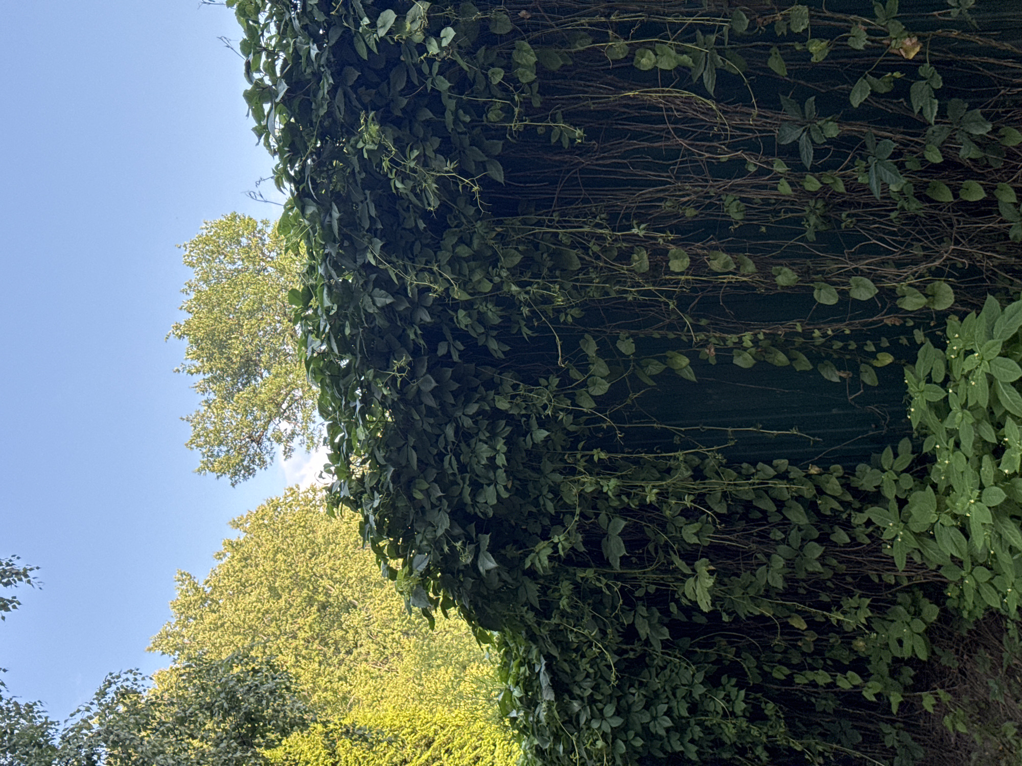 An outdoor, eye-level, full shot shows a thick, dark green vine growing over a dark green fence. The vine has many leaves and trails down the fence. Several leafless brown vines also hang down the fence. In the background, there are green trees and a clear blue sky. The image appears to have been taken in Pavlovsk, Russia.