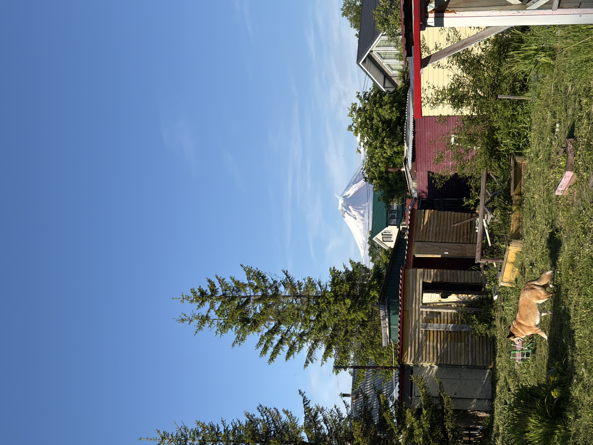 The image depicts a rural or suburban backyard scene in Petropavlovsk-Kamchatsky, Russia, with a distant view of a snow-capped volcano, likely Koryaksky or Avachinsky, under a clear blue sky. The foreground is dominated by a dog, a medium-sized, light brown and tan canine, walking across a grassy area littered with cut grass and some discarded items. To the left and center are several wooden structures, appearing to be sheds or outbuildings, constructed with weathered planks and corrugated metal roofing in red, yellow, and green. One shed has an open doorway. Two tall evergreen trees are prominent on the left side of the frame. In the mid-ground, several houses with pitched roofs are visible, with lush green foliage partially obscuring them. The volcano in the background is a significant landmark, its upper slopes covered in snow, with a plume of smoke or ash gently rising from its peak, indicating volcanic activity. The overall impression is of a rustic, natural environment with a backdrop of dramatic volcanic landscape.
