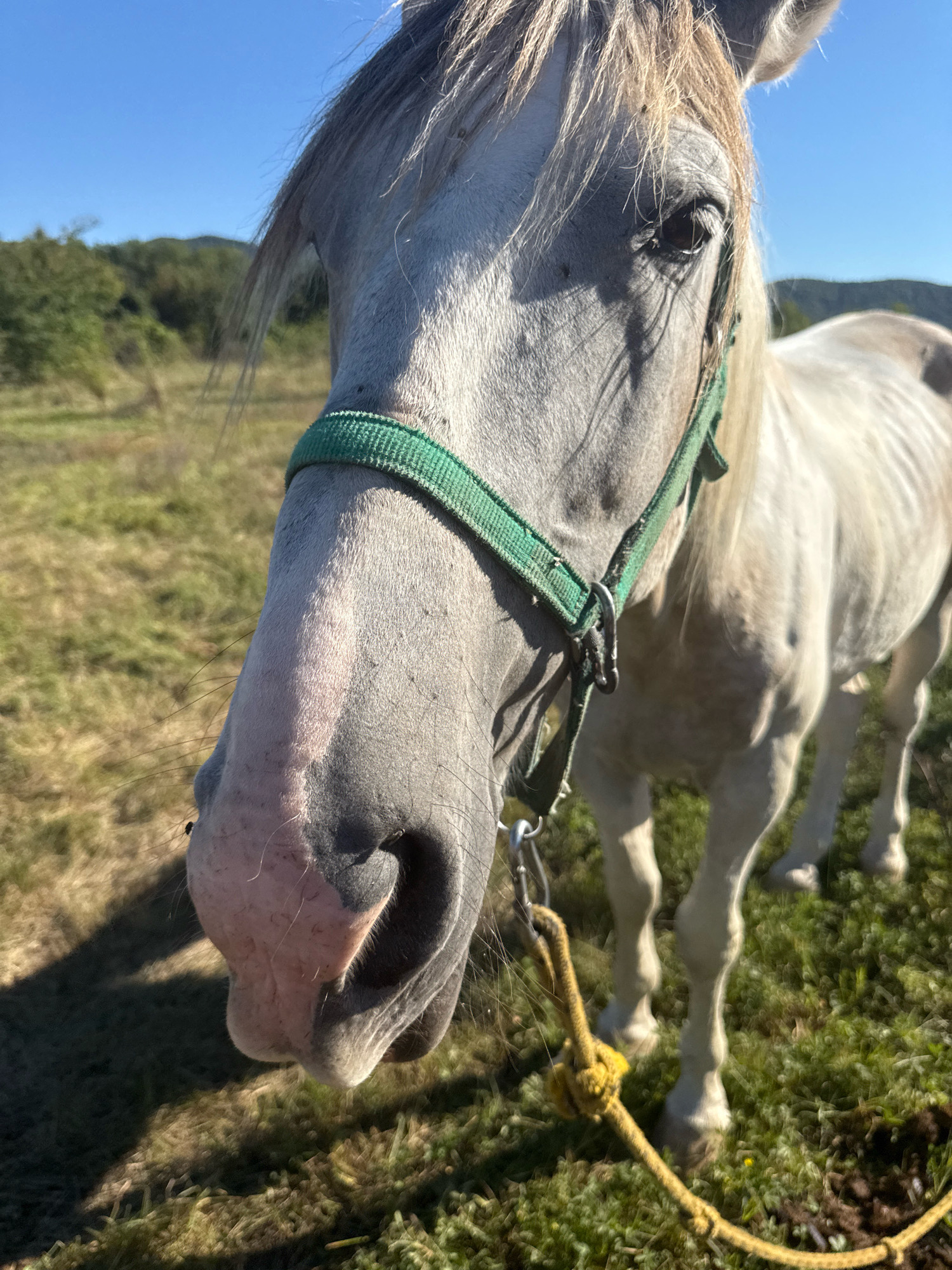 A close-up, low-angle, eye-level shot captures the head and upper body of a white horse in a field under a clear blue sky. The horse is facing slightly to the left, with its nose and mouth prominently in the foreground. It is wearing a green halter, and a yellow rope is attached to the halter. The horse's coat appears somewhat thin, revealing its ribs. The background consists of a grassy field with some scattered trees and hills in the distance. The lighting suggests it is daytime, with sunlight casting shadows. No people are visible in the image, and no specific details regarding the city of Tenginka, Russia, can be inferred from the visual information provided.