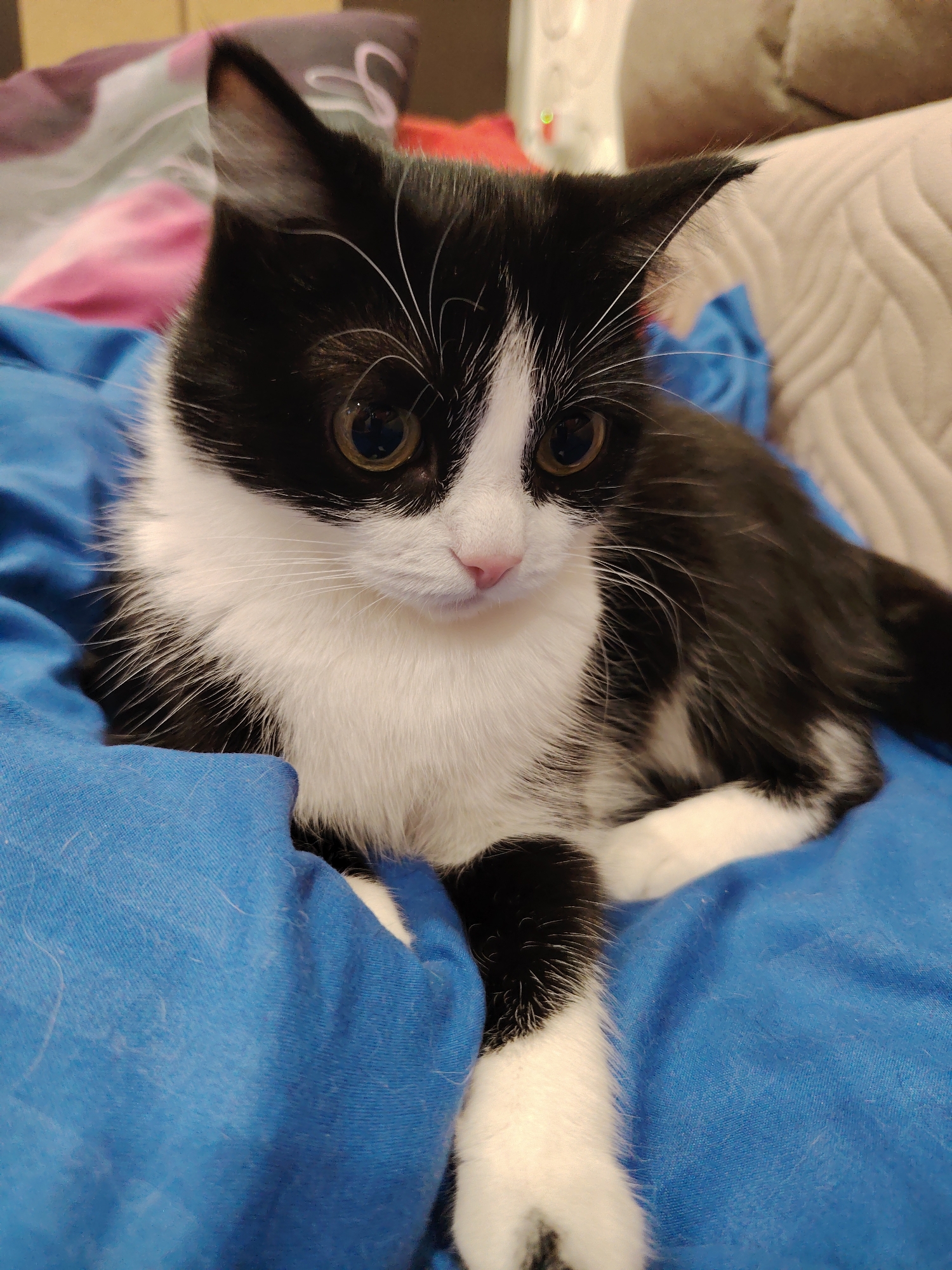 A black and white kitten with large, round eyes and white paws lies on a bright blue blanket. The kitten is positioned in the center of the frame, facing slightly to the right. Its fur is primarily black with white markings on its chest, paws, and face. The background is blurred, showing hints of pillows and furniture. The scene appears to be indoors, possibly a bedroom or living room. There are no people or other animals visible in the image.