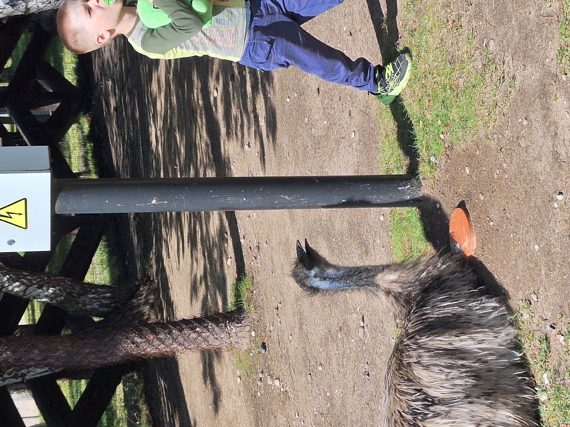 An emu is resting on the ground near a fence in an outdoor enclosure. The emu is a large, flightless bird with gray and brown feathers. It has its head raised and its beak open. A young boy in a green and yellow striped shirt and blue pants is standing to the right of the emu. He is holding a green toy and has a pacifier in his mouth. The background consists of trees, a wooden fence, and a metal pole with an electrical warning sign. The ground is covered in dirt and some grass.