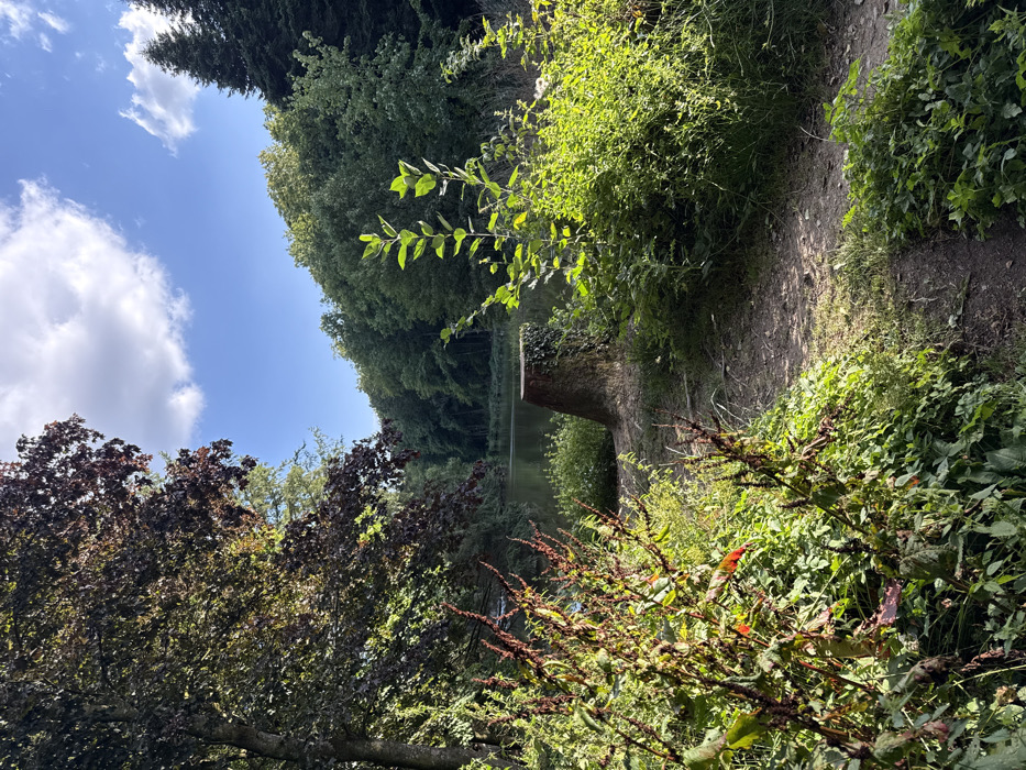 This outdoor scene depicts a natural area within Groussbus-Wal, Luxembourg. The image features a calm body of water, likely a pond or small lake, framed by dense woodland under a clear blue sky with scattered white cumulus clouds. Sunlight illuminates the scene from the right, casting shadows and highlighting the foliage. In the mid-ground, approximately one meter from the water's edge, a weathered tree stump, estimated to be 0.7 to 1 meter in height, is present; its surface is partially covered in green ivy or moss. A narrow, unpaved dirt path traverses the foreground from right to left, leading towards the water and the tree stump. The surrounding environment consists of a variety of trees with dense green and darker reddish-brown foliage, forming a verdant backdrop. The immediate foreground is populated by lush green undergrowth, including plants with prominent reddish-brown stalks. No human or animal subjects are present within the frame.