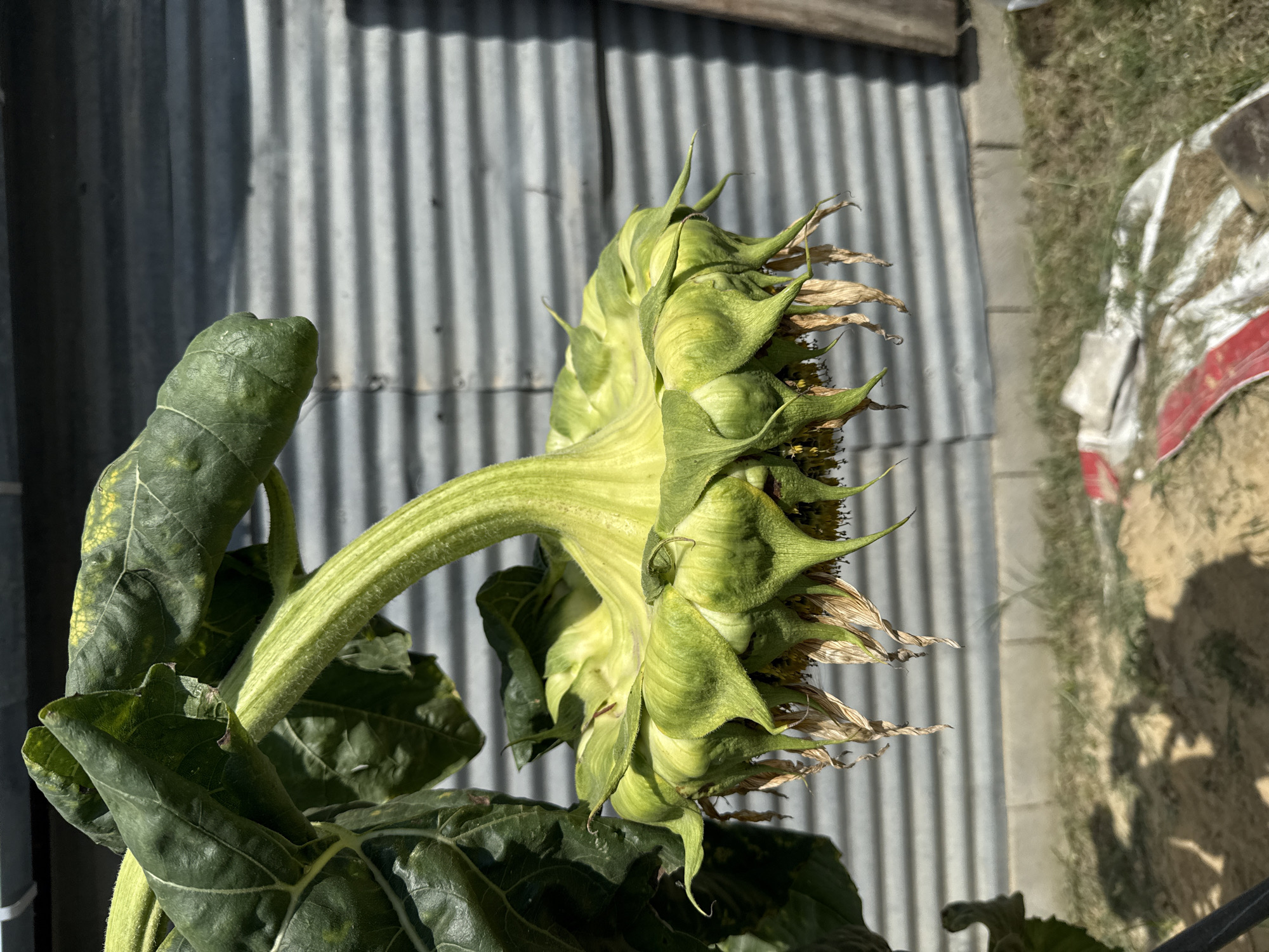 The image shows a close-up of a wilting sunflower head, hanging downwards. The green sepals are prominent, and dried petals or remnants of petals are visible beneath them. The stem is thick and covered in fine hairs, and large green leaves are visible towards the top left of the frame, some showing signs of yellowing. In the background, a corrugated metal wall is visible, and below it, a strip of dry grass and sand with some scattered debris, including a white and red striped object. The scene is outdoors, likely in a garden or yard. There are no people or animals visible in the image. The sunlight suggests it is daytime. The specific location in Tbilisi, Georgia, is not discernible from the visual information provided.