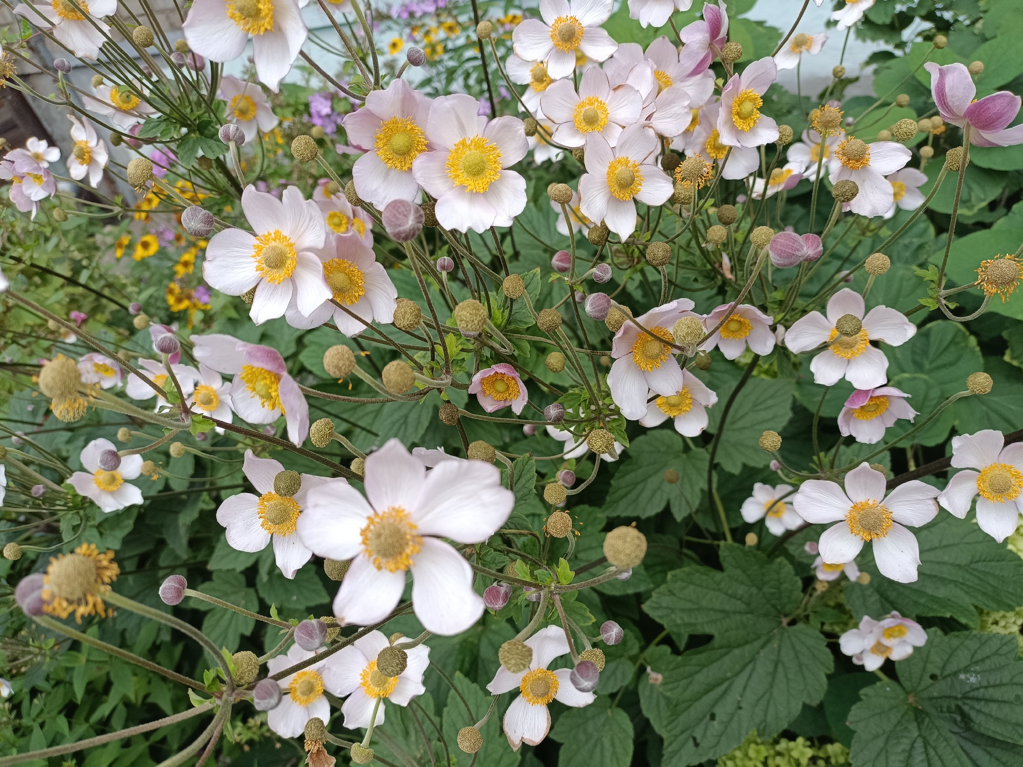 This image depicts a cluster of pale pink Japanese anemone flowers with yellow centers, set against a backdrop of dark green foliage. Numerous buds in various stages of development are visible amongst the blooms. The scene appears to be a garden, as suggested by the presence of other smaller flowers and the overall arrangement of plants. The lighting indicates it is daytime. The provided information states this scene is located in Yaroslavl, Russia. No people, animals, or specific urban features are visible.