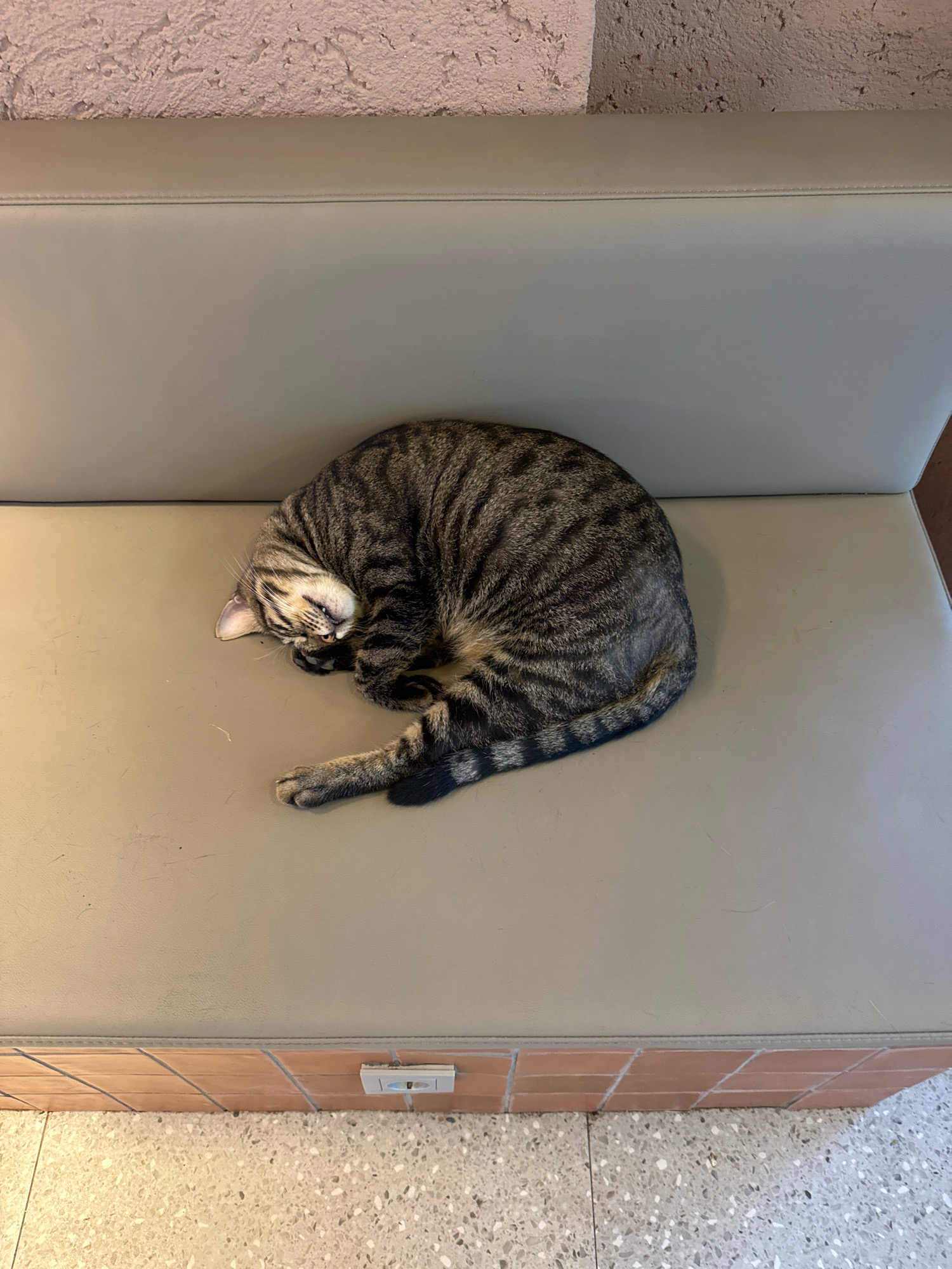 A tabby cat is curled up asleep on a grey, cushioned bench in a public space, possibly a cafe or waiting area. The bench is positioned against a wall with a textured, pale pink upper section and a lower section with terracotta-colored tiles. The floor is a mosaic of white and grey specks. The cat is facing left, with its head tucked into its body, and its tail wrapped around itself. Its fur has distinct black stripes against a brownish-grey background. A single light switch is visible on the tiled section of the wall. The scene is well-lit, suggesting it is daytime. This location is not definitively identifiable as Antalya, Turkey.