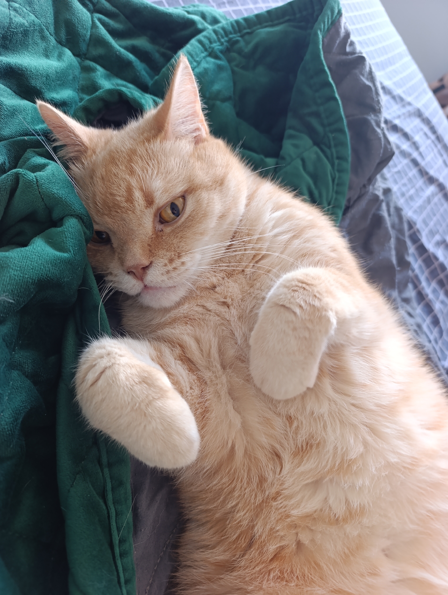 An orange tabby cat is lying on a bed, nestled against a dark green comforter. The cat is on its back, with its paws curled up. The cat's eyes are open and looking towards the camera. The background consists of a gray and white striped duvet. The scene appears to be indoors.